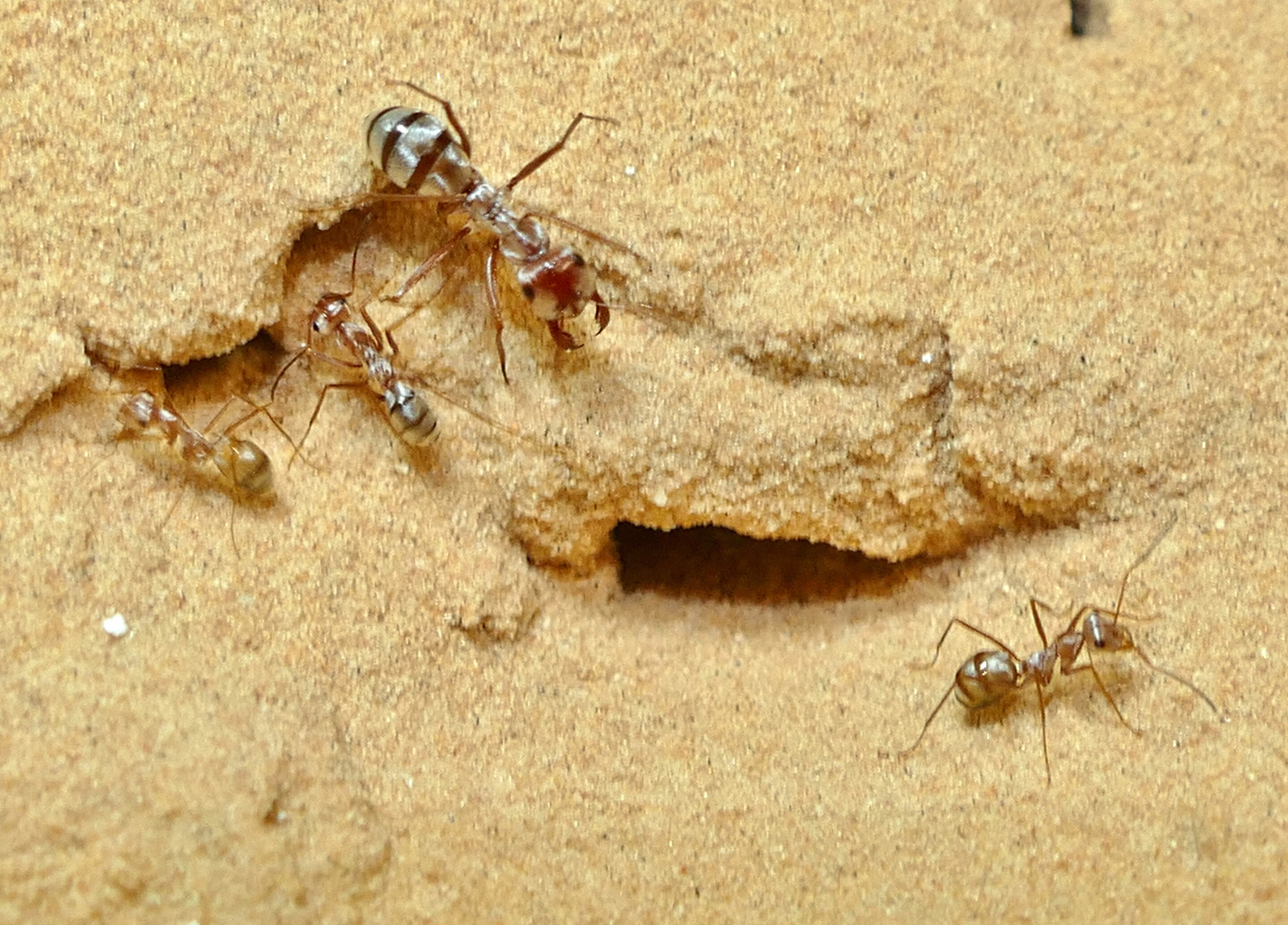 В африке водятся муравьи которые устраивают. Cataglyphis bombycina. Сахарском Серебряном муравье (Cataglyphis bombycina).. Катаглифис муравьи Cataglyphis bombycina. Серебряные муравьи пустыни Сахары.
