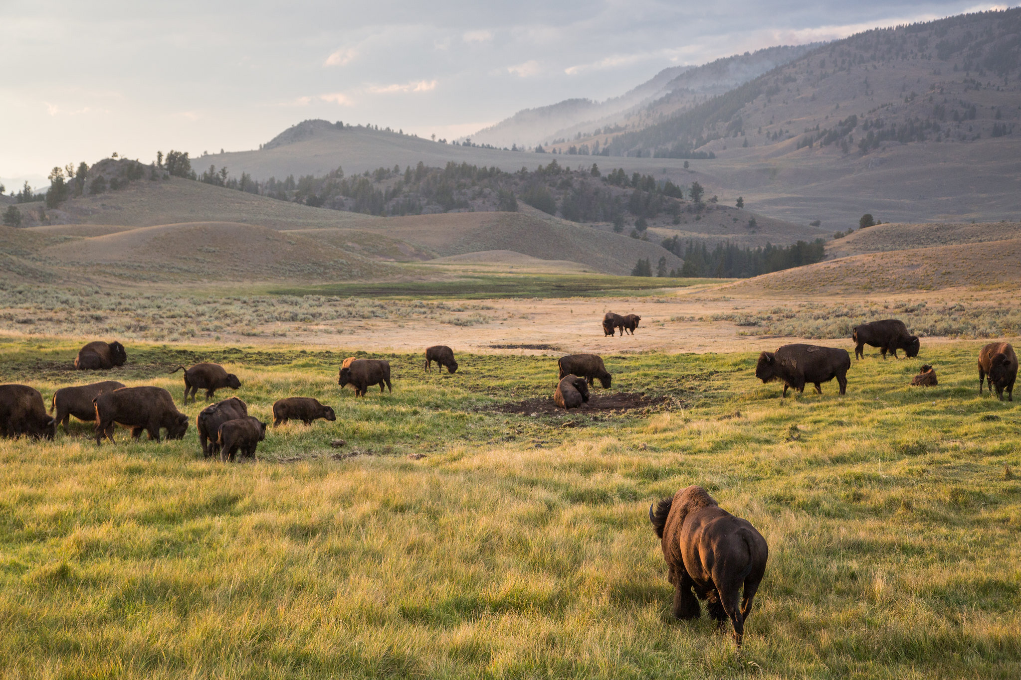 Yellowstone s Migrating Bison Manipulate Springtime Green up