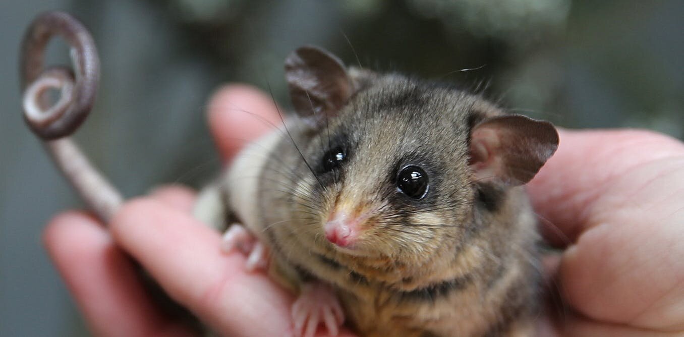 photo of Help track 4 billion bogong moths with your smartphone–and save pygmy possums from extinction image