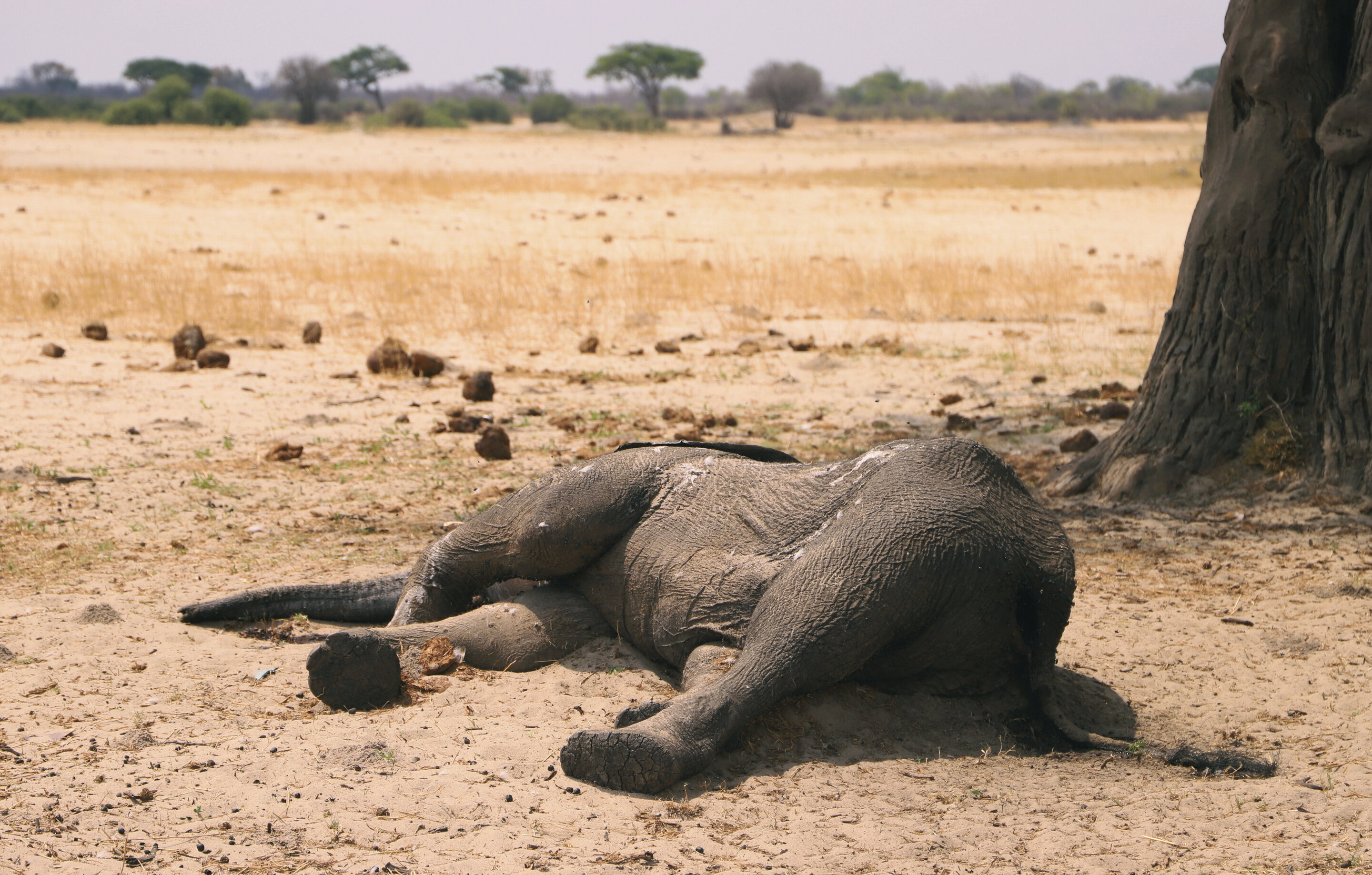 Drought-hit Zimbabwe sells off wild animals - Business Insider