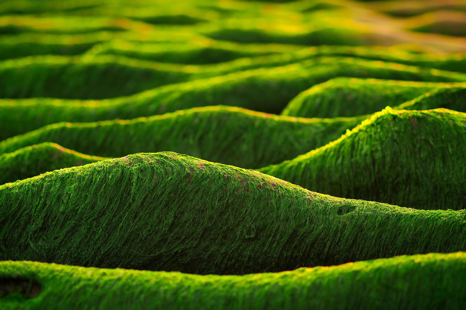 #Artificial intelligence predicts algae potential as alternative energy source