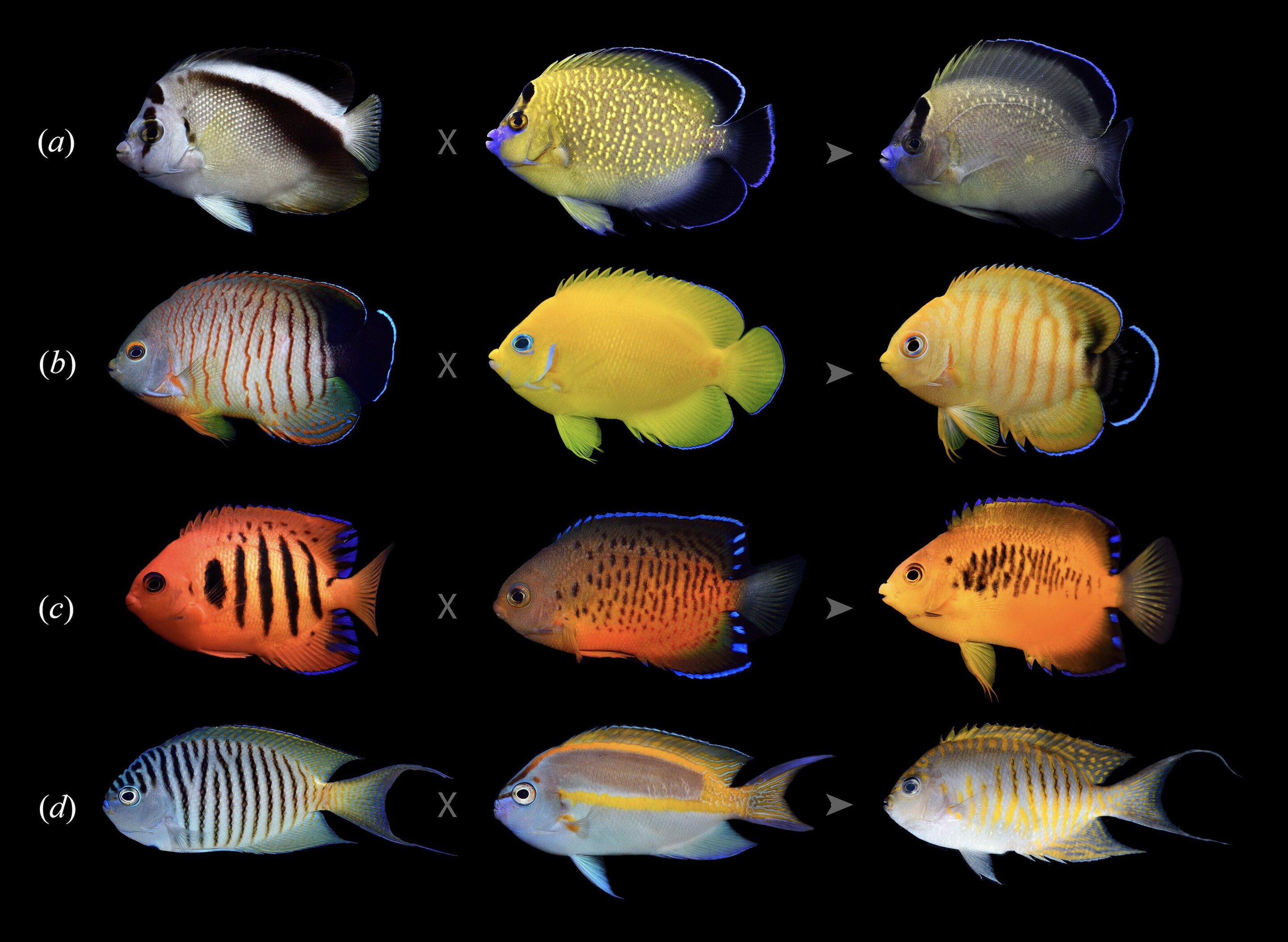photo of Angels in disguise: Angelfishes hybridize more than any other coral reef species image
