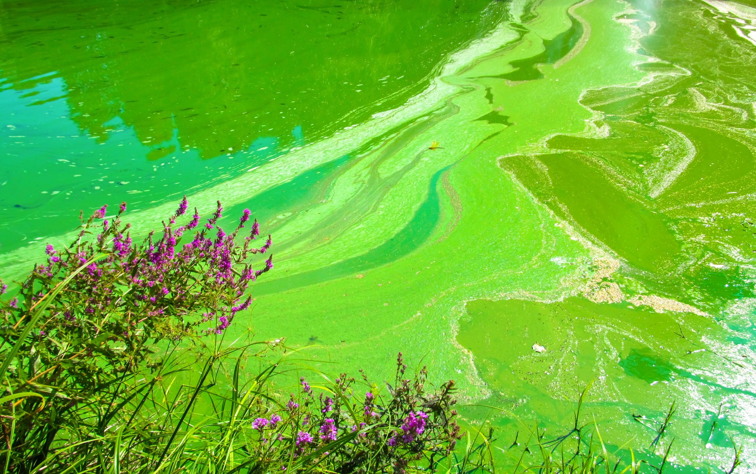Controlling light could leave toxic algae dead in the water, researchers find - Phys.org