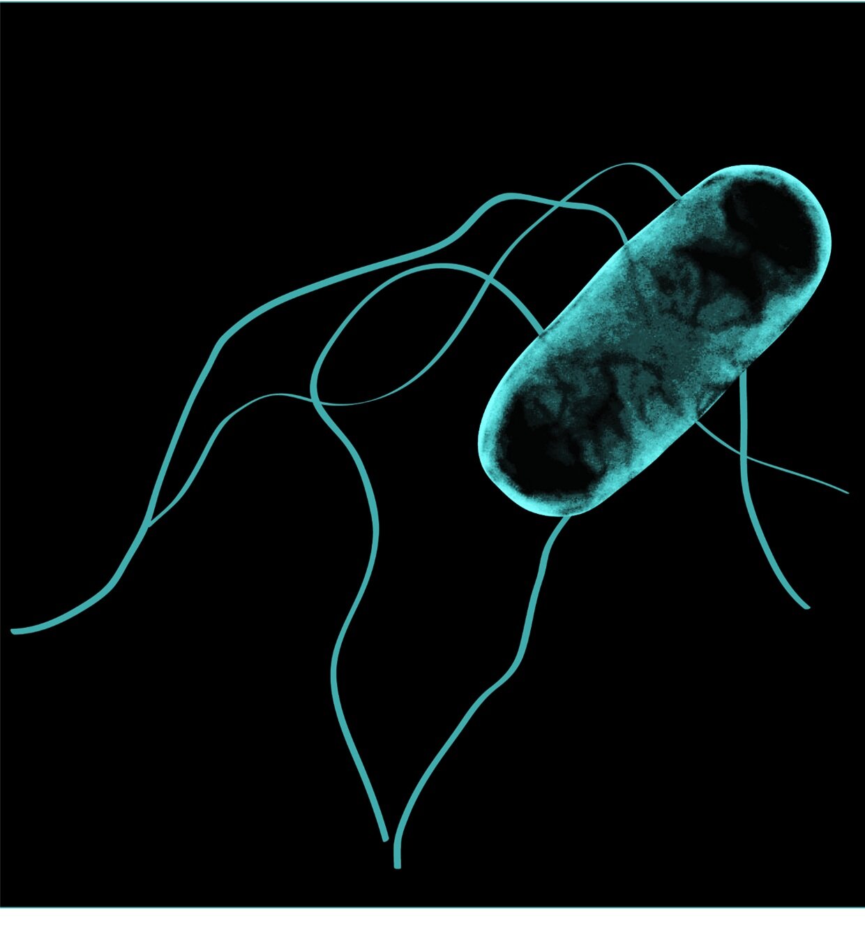 Бактерия spp. Сальмонелла (Salmonella). Бактерия сальмонелла Тифи. Сальмонелла Тифи жгутики. Сальмонелла энтерика.