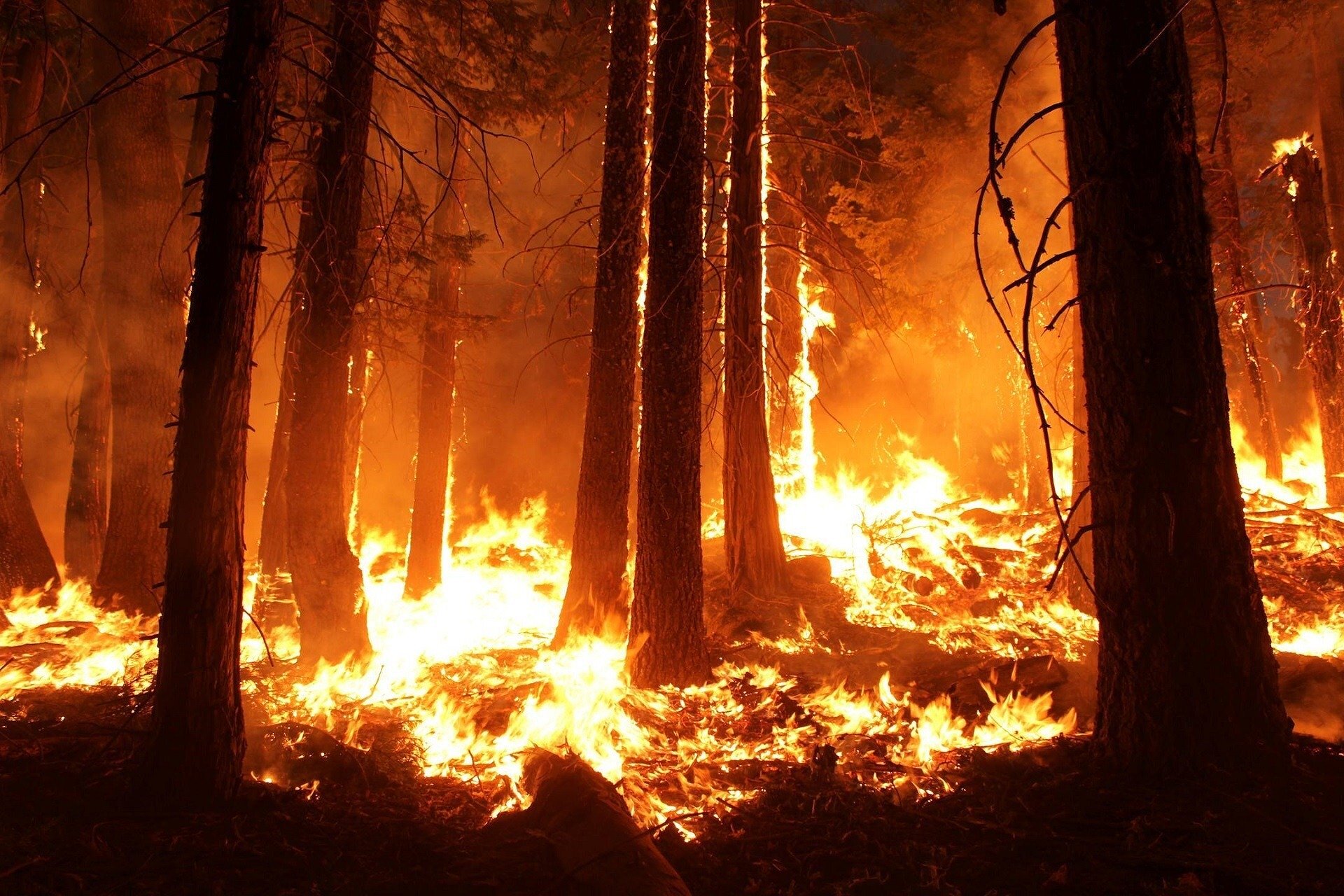 Increase in forest fires may damage the crucial ozone layer