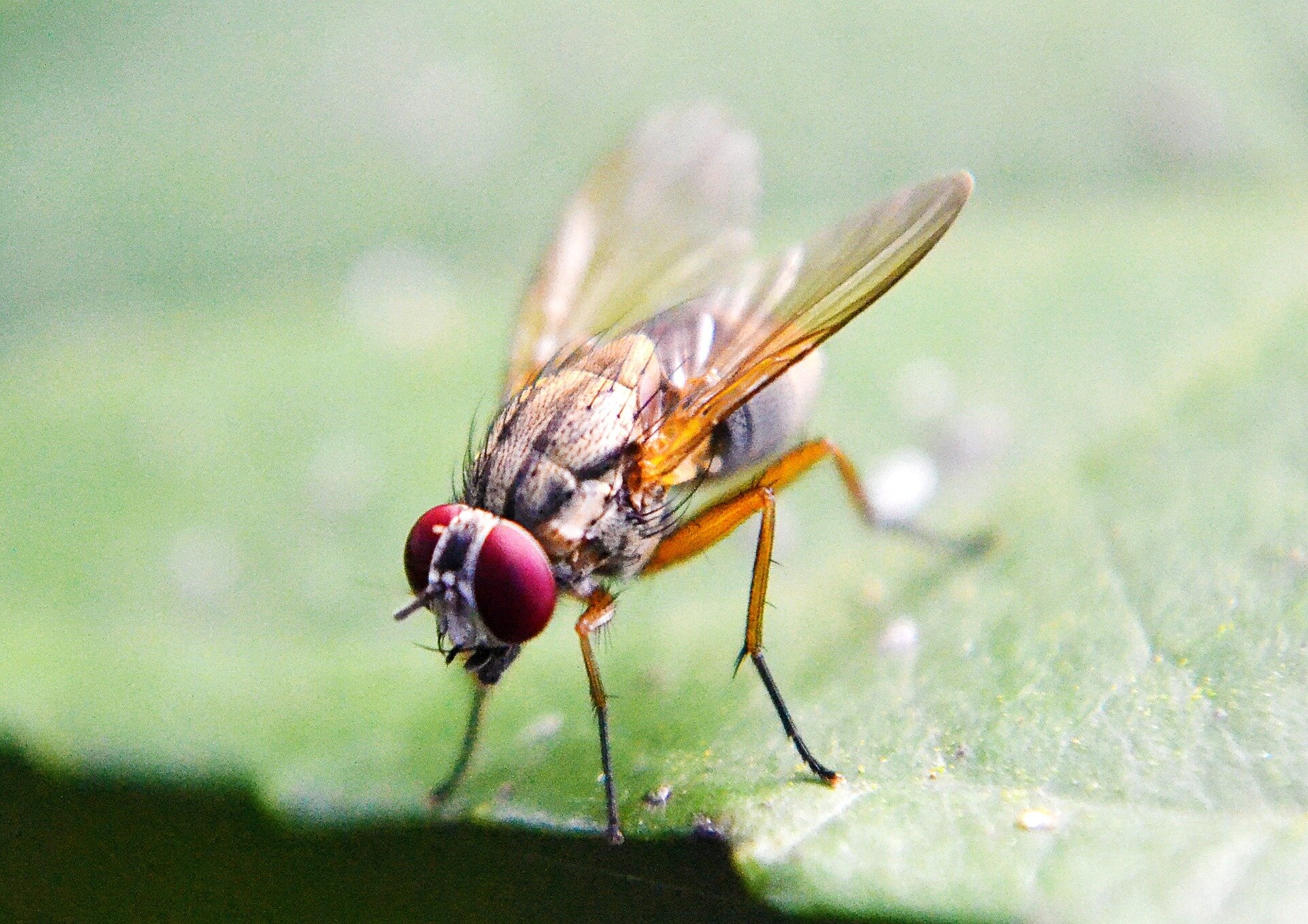 DIY Fruit Fly Trap - The Natural Nurturer