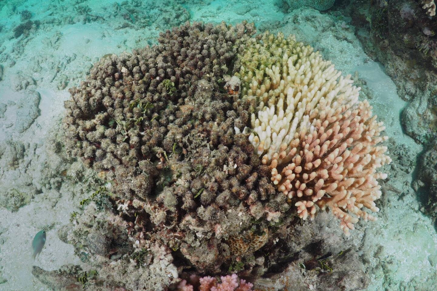 Genetics could help protect coral reefs from global warming - Phys.org