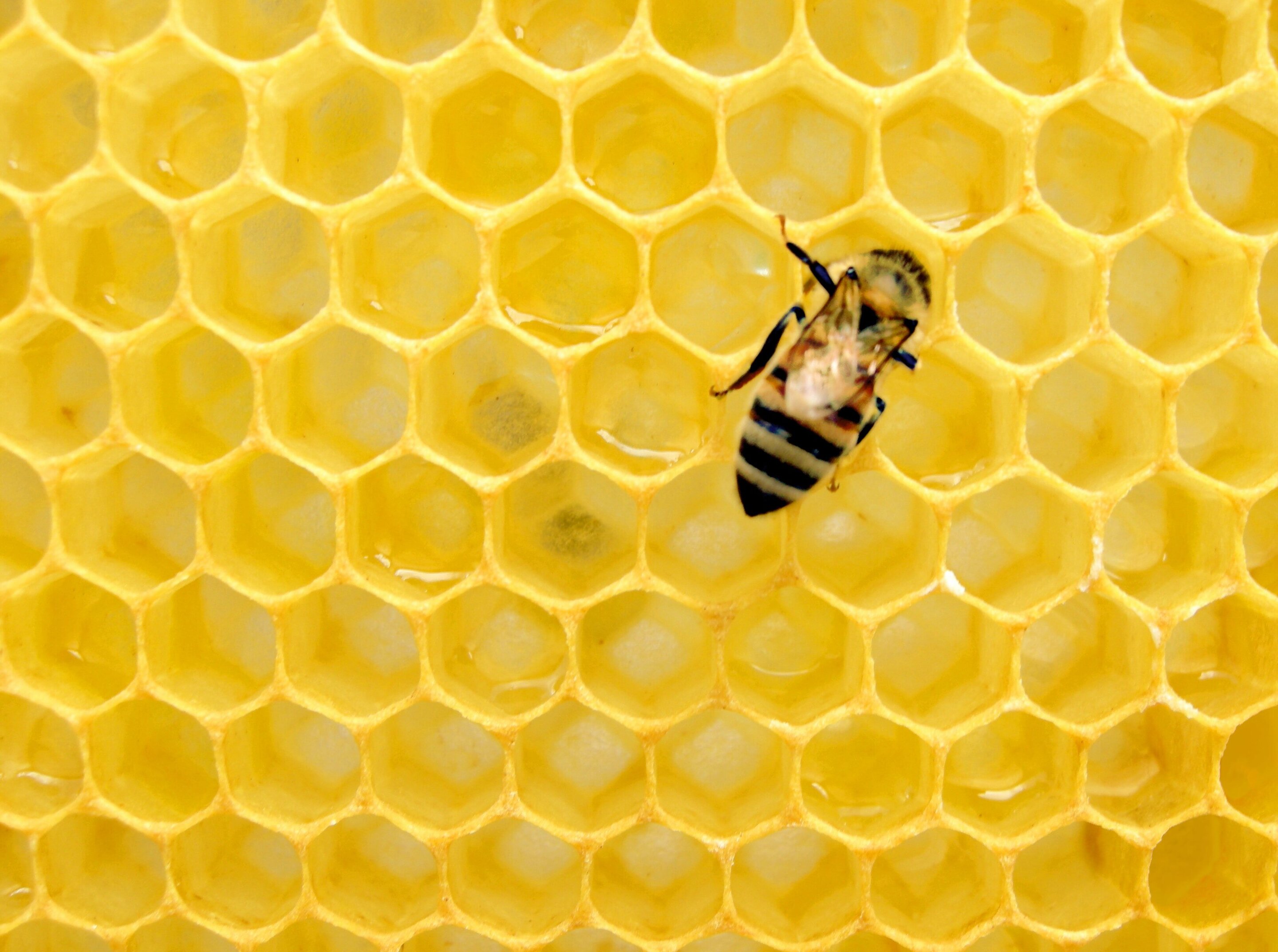 Predicting Honeybee Swarming By Listening To The Sounds Made By A