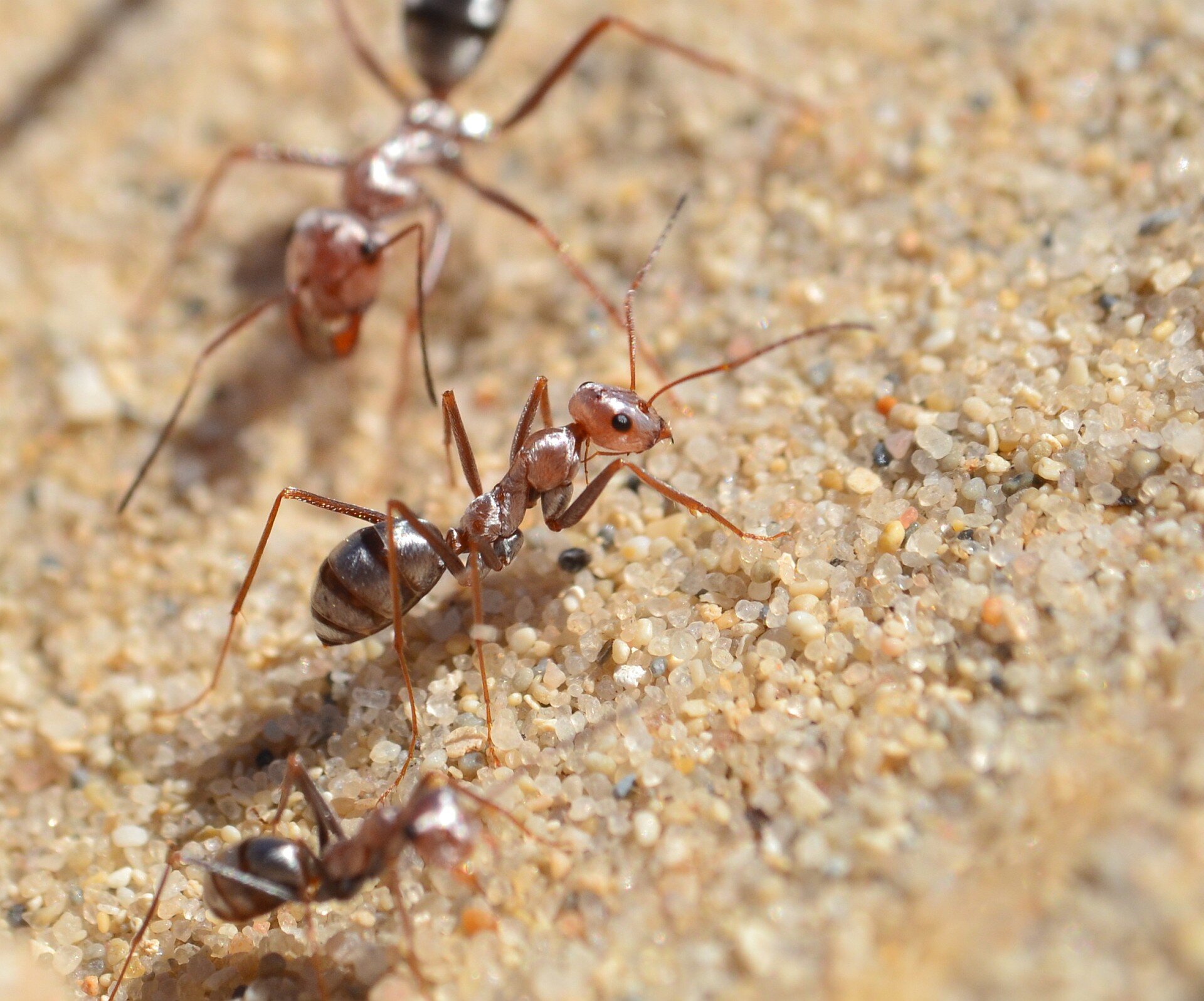 How Giant Ant Heads May Aid Bio-Inspired Designs