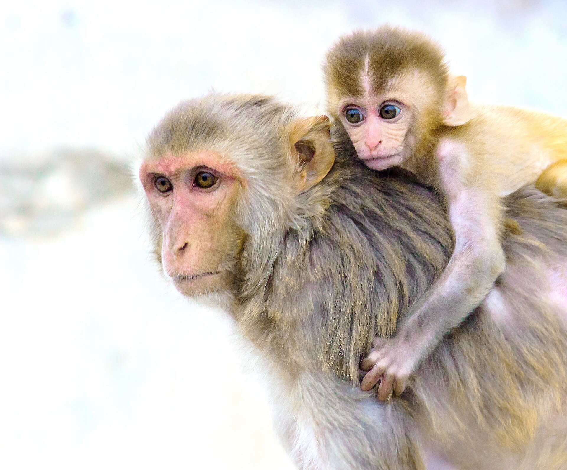 photo of Research uncovers the neural pathways for primate reciprocity, social support, and empathy image