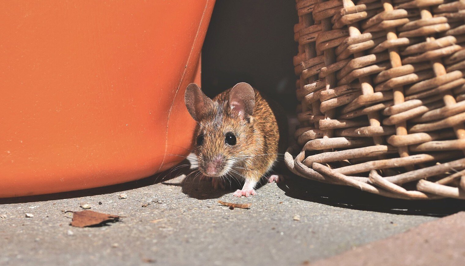 photo of Research finds mouse populations can be controlled with lower amounts of poison image