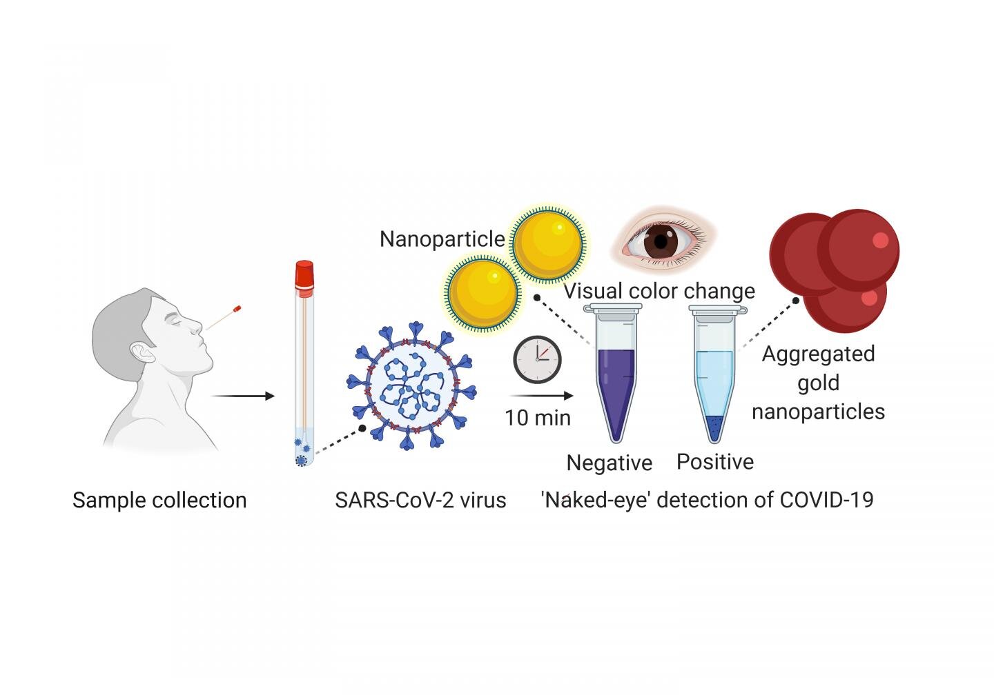 Researchers Develop Experimental Rapid Covid 19 Test Using