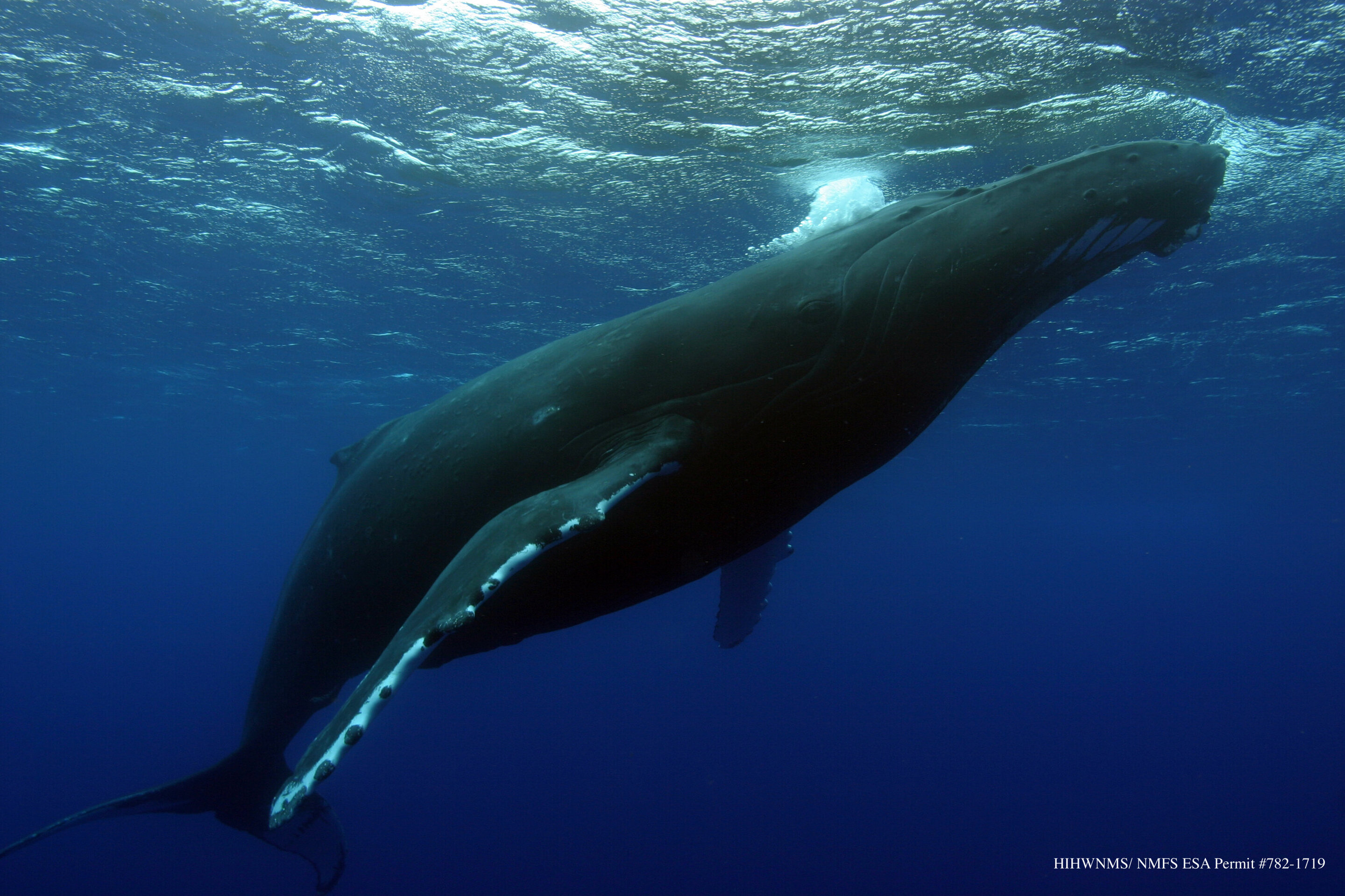 Humpback whale songs provide insight to population changes
