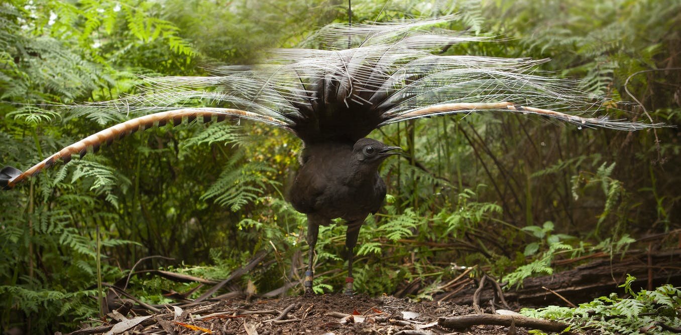 New research shows lyrebirds move more litter and soil than any