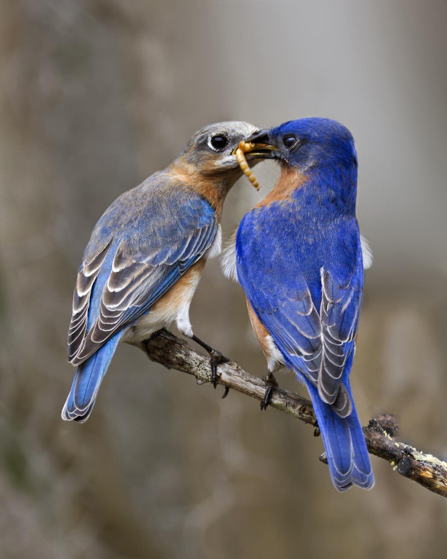 Study examines attitudes toward non-native birds