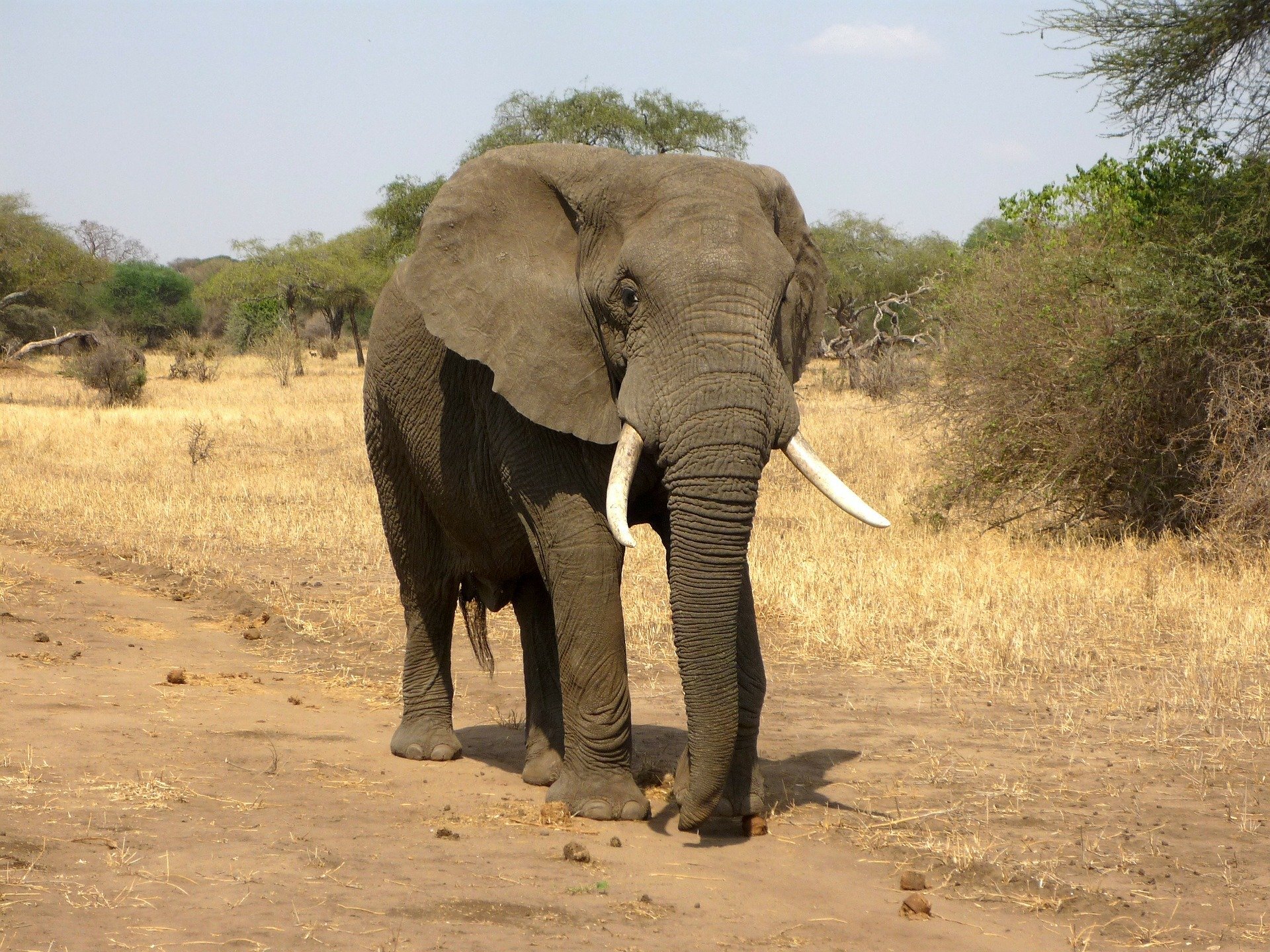Elephants found to have the highest volume of daily water loss ever  recorded in a land animal