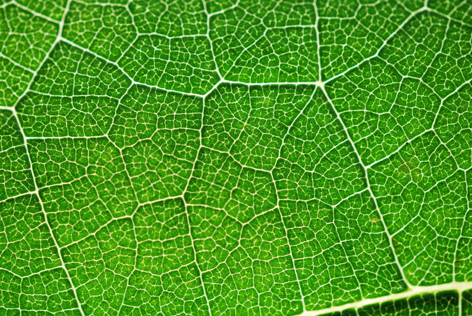 New insight into photosynthesis could help grow more resilient plants