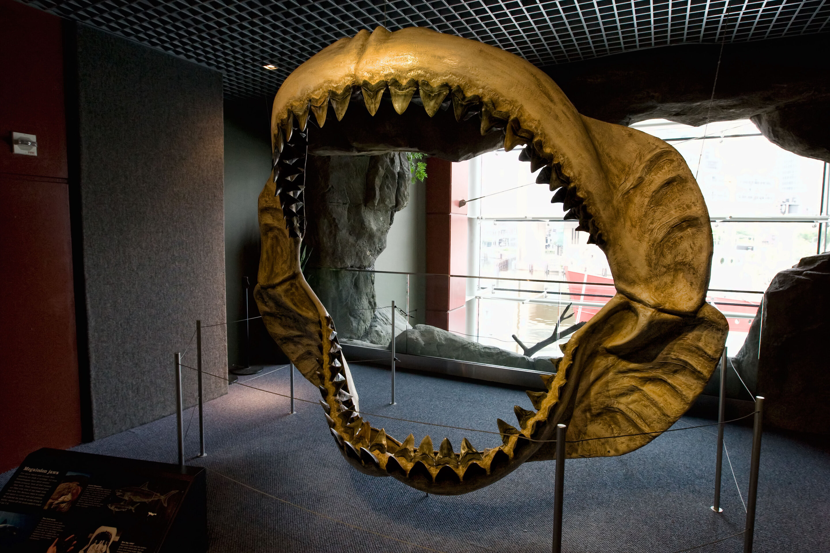 Prehistoric mega-shark raised its young in nurseries: study