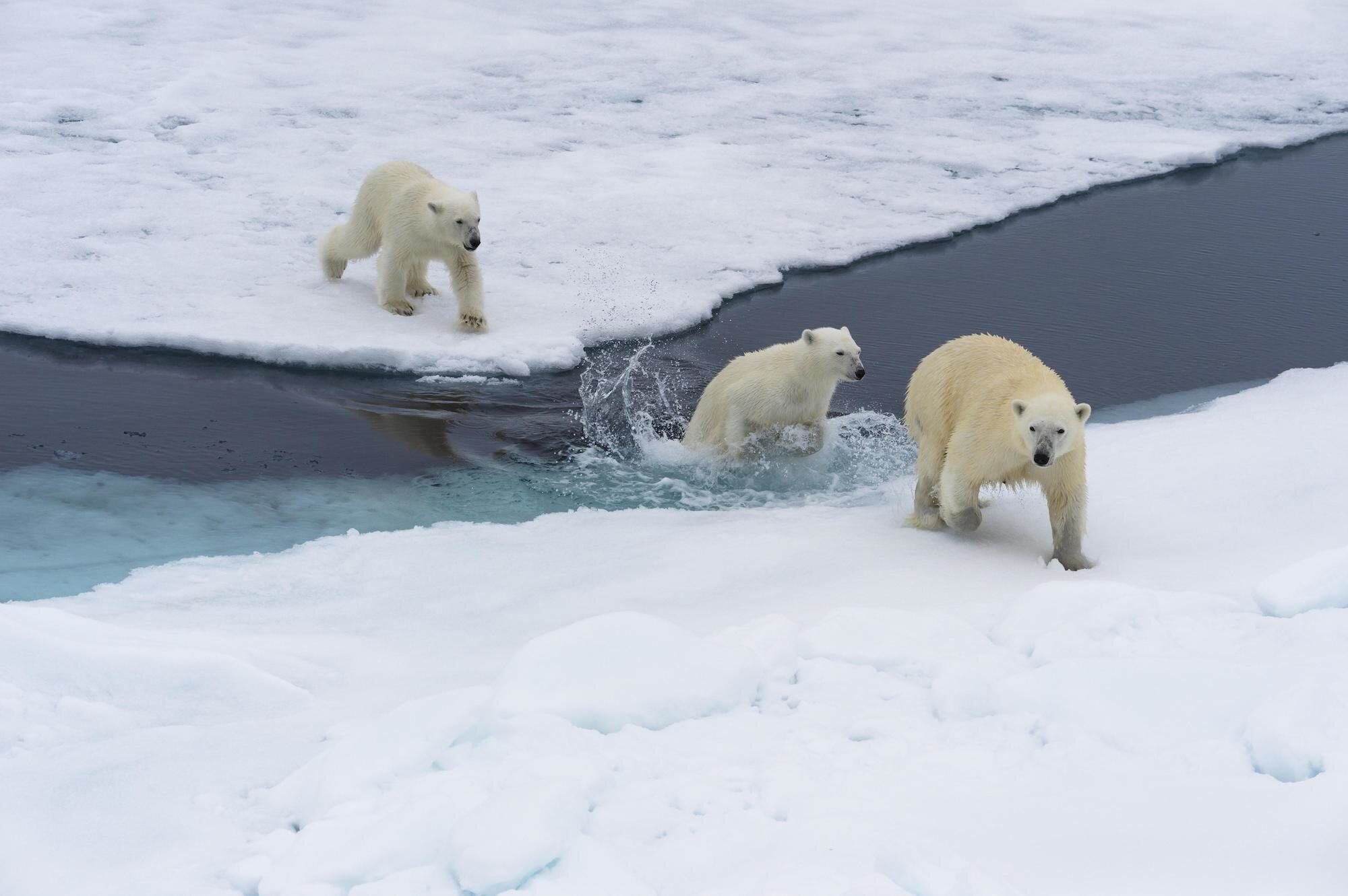 Why the Polar Bear Is an Indisputable Image of Climate Change