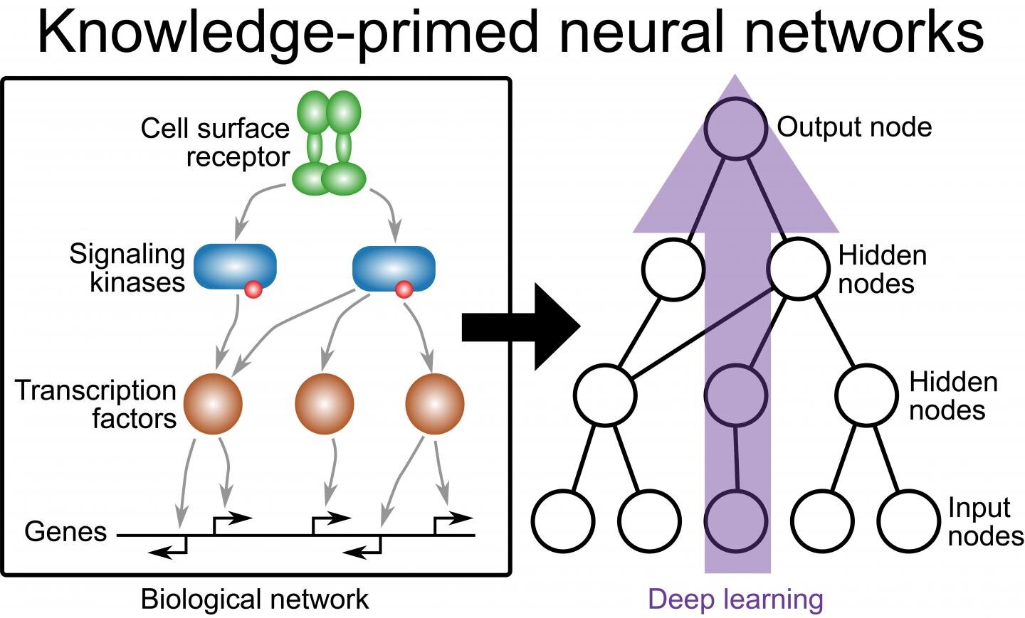 graph representation learning for single cell biology