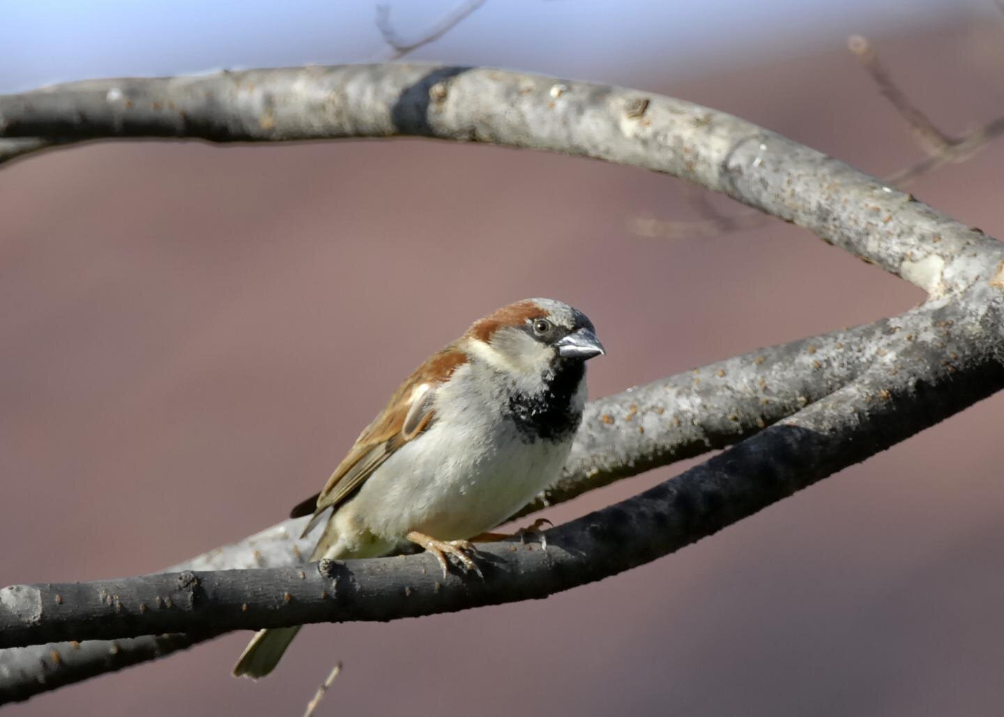 Study examines attitudes toward non-native birds