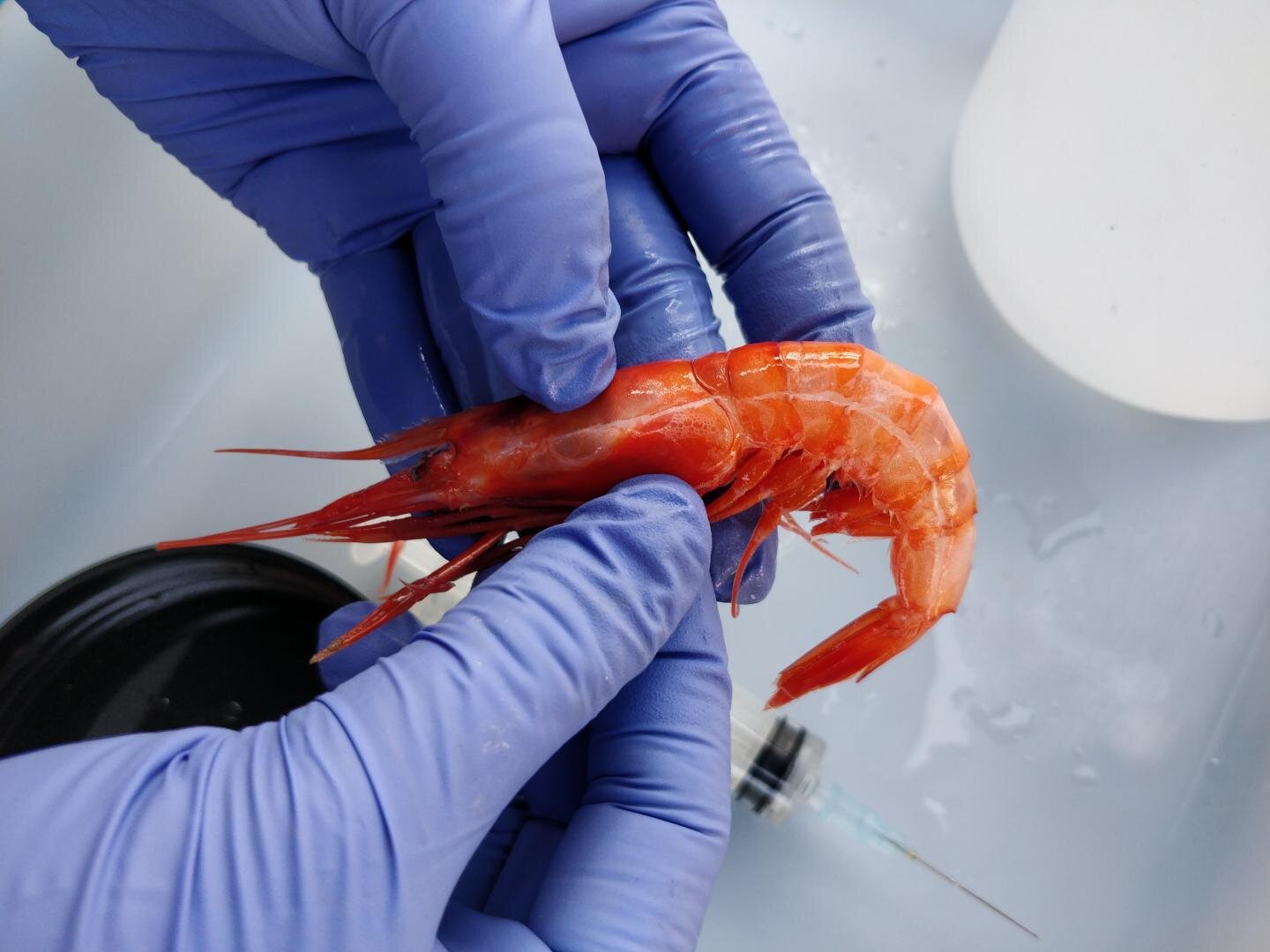 Microplastics in shrimp harmless to animal health and no effects