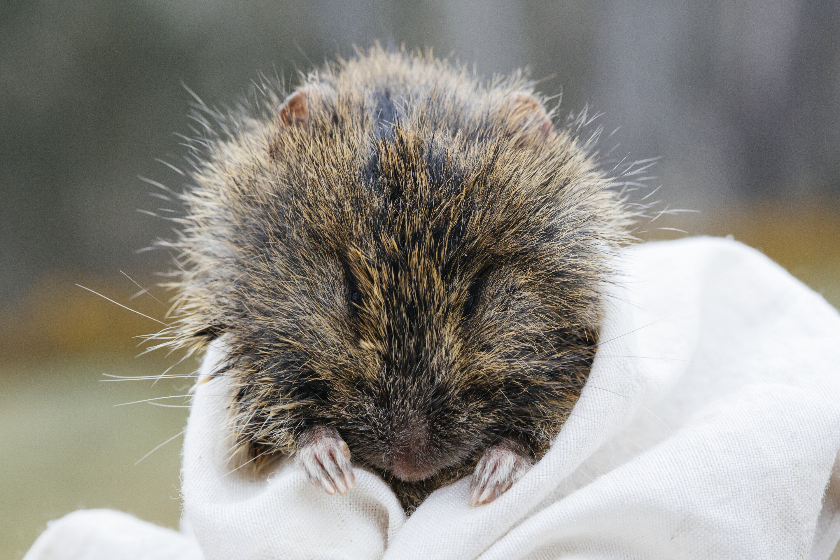 Bushfires and climate change threaten the future of native Australian rodent - Phys.Org