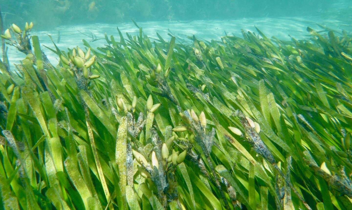 Seagrass: The ocean superhero at risk from sewage