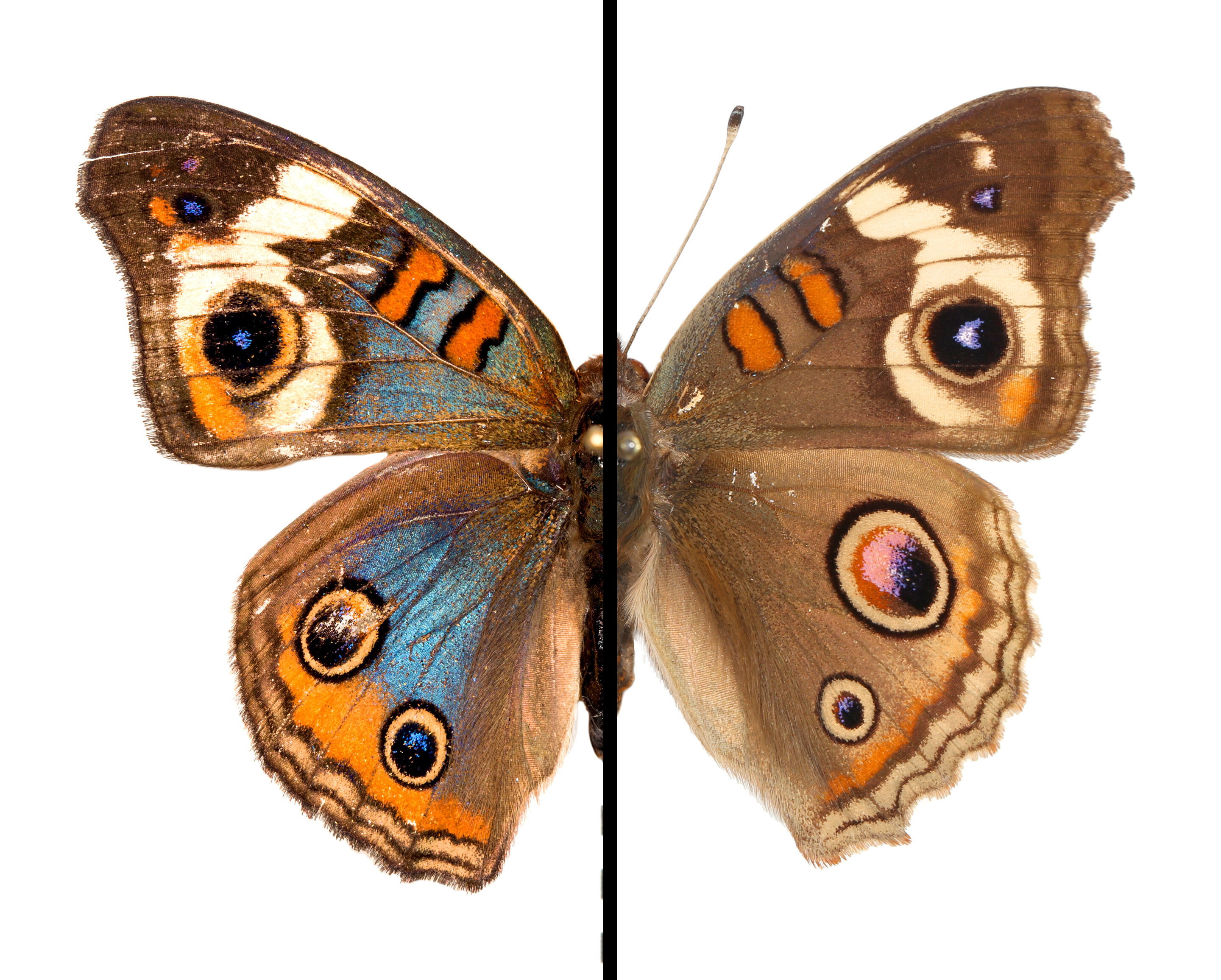 photo of The evolution of color: Team shows how butterfly wings can shift in hue image