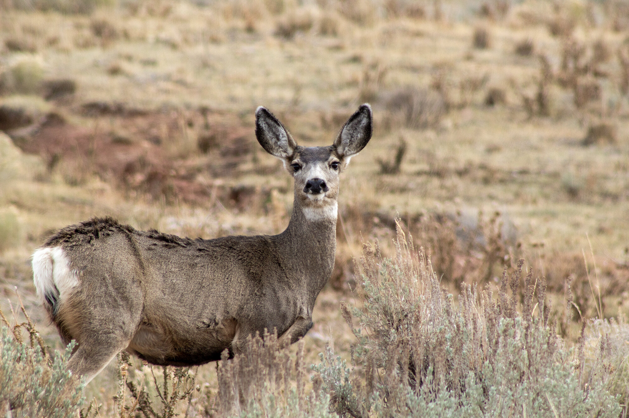 Study reveals impacts of climate change on migrating mule deer - Phys.org
