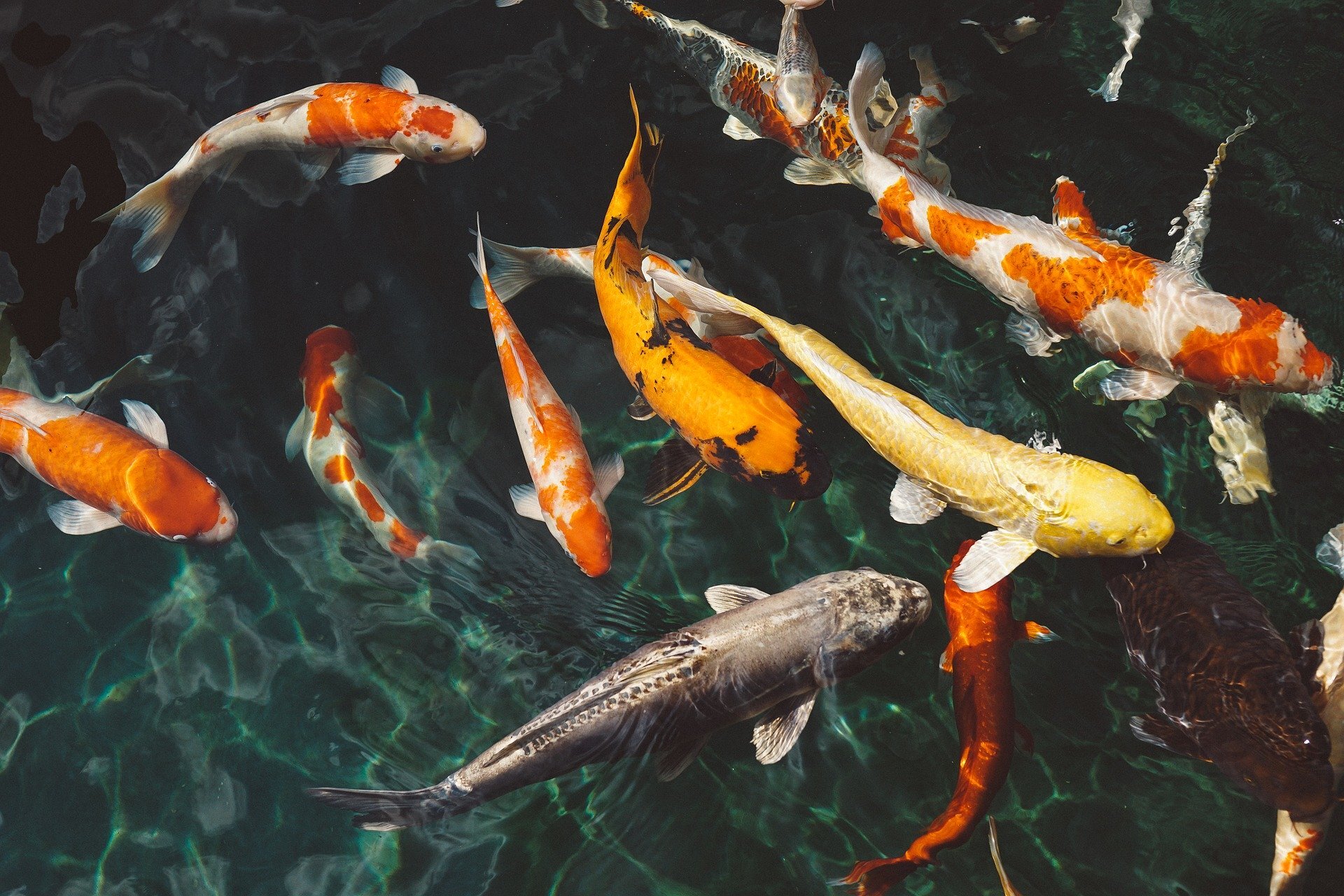 Dasyatis sabina – Discover Fishes