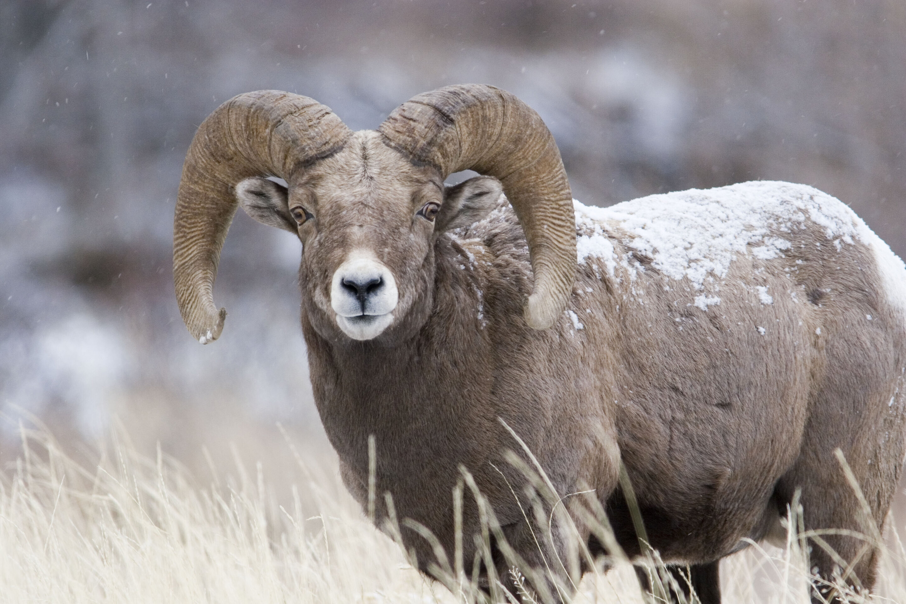 photo of Researchers study genetic outcomes of translocating bighorn sheep image