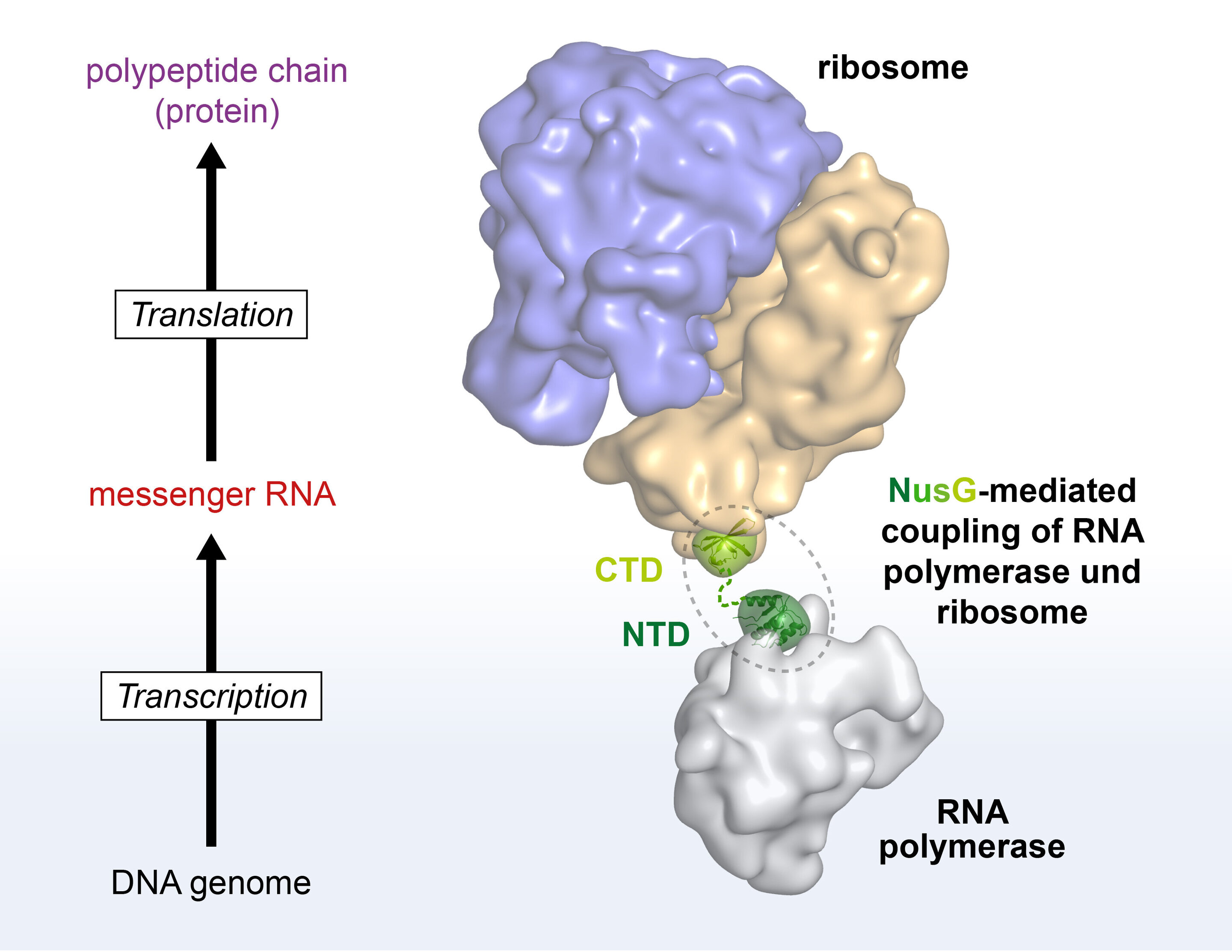 protein biosynthesis