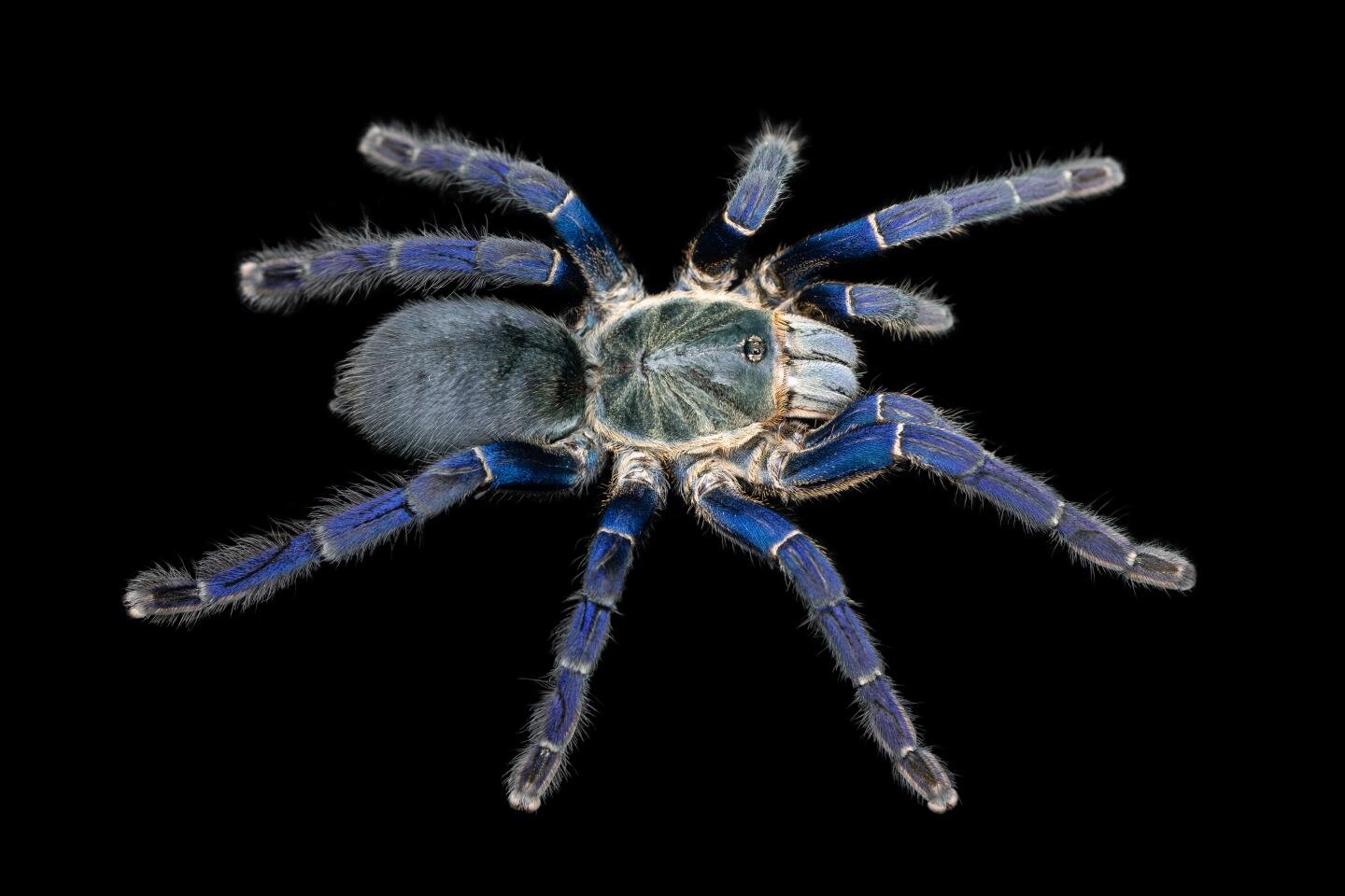 This amazing blue tarantula is a new spider species—but did researchers  break the law when they studied it?, Science