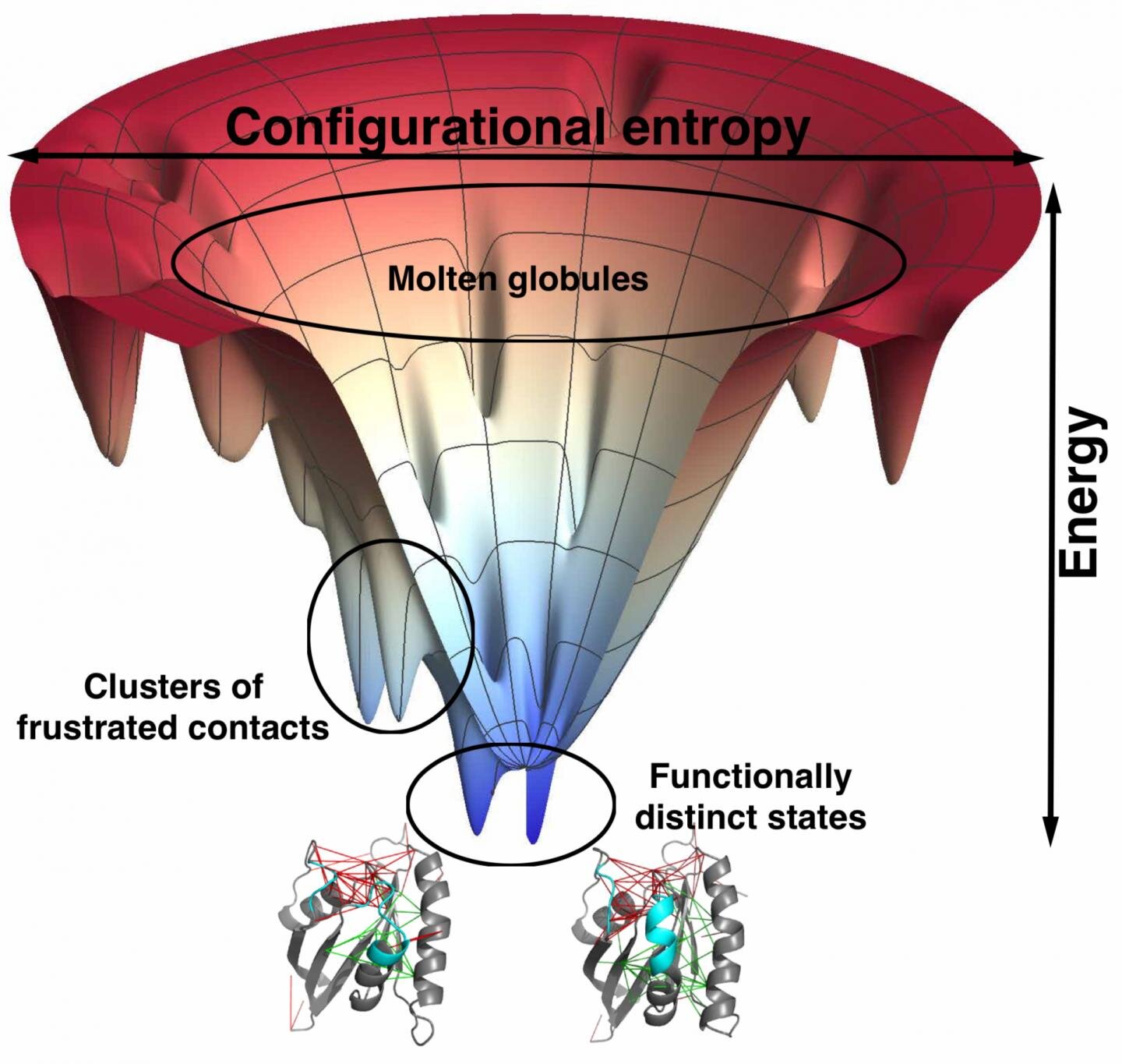 Energetic funnel representing protein folding events in the cell