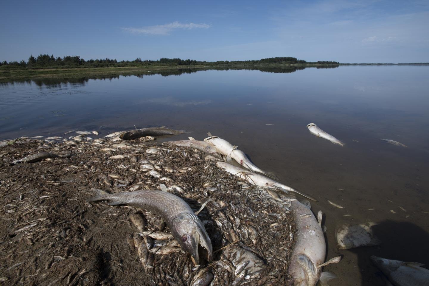 climate-change-heavy-rain-after-drought-may-cause-fish-kills