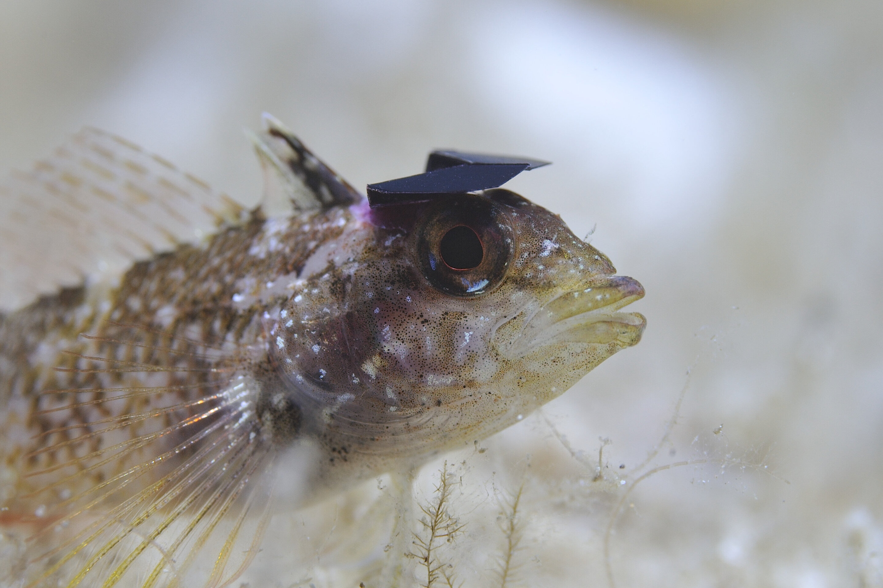 photo of The yellow black-faced triplefin deflects sunlight to break predator camouflage image