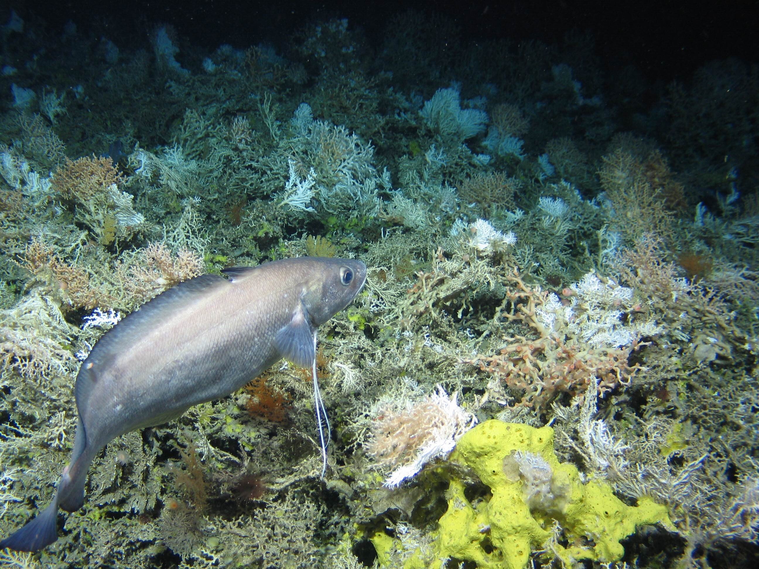photo of New climate model projects major impact on coral, important fish habitats image