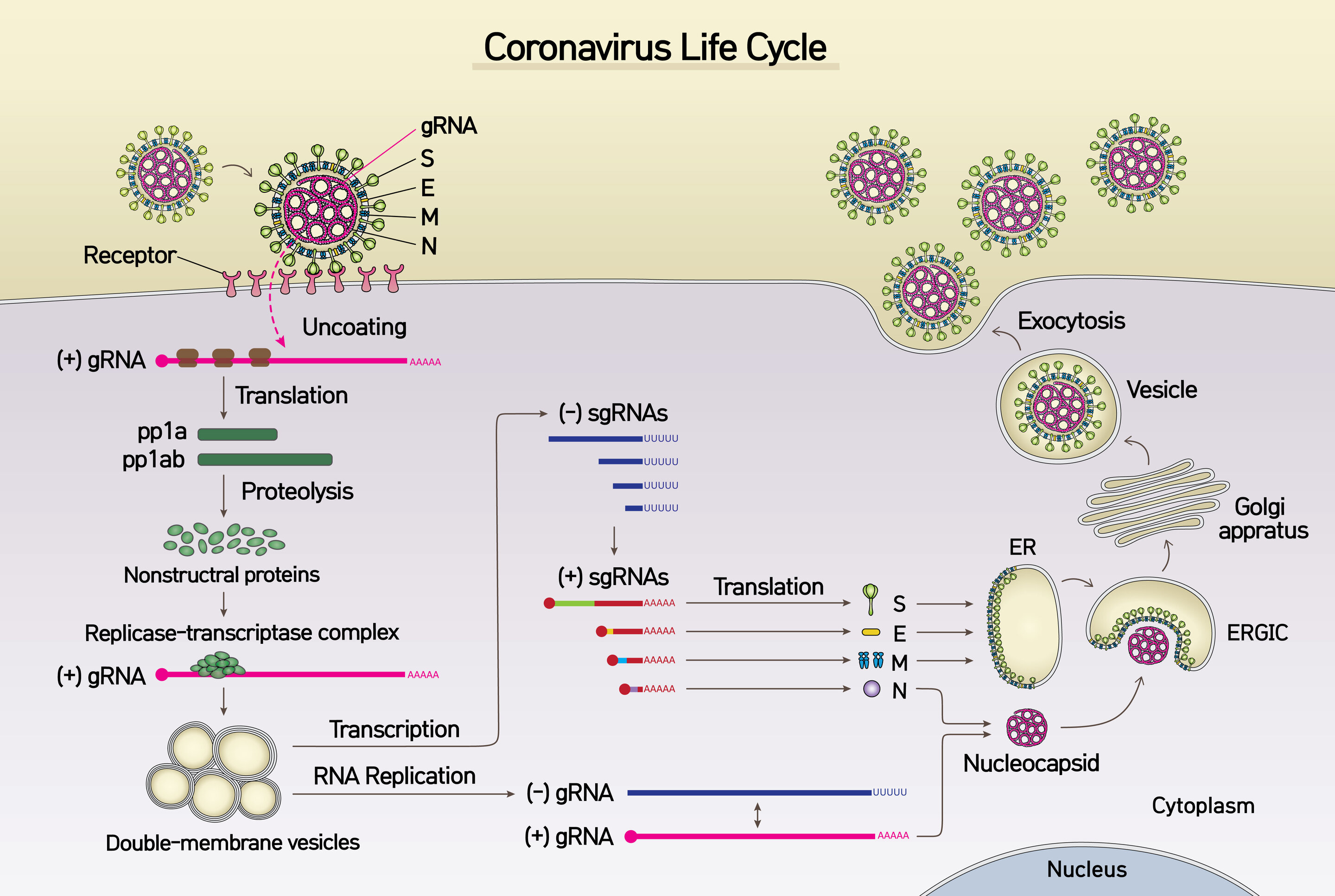 Действие коронавируса