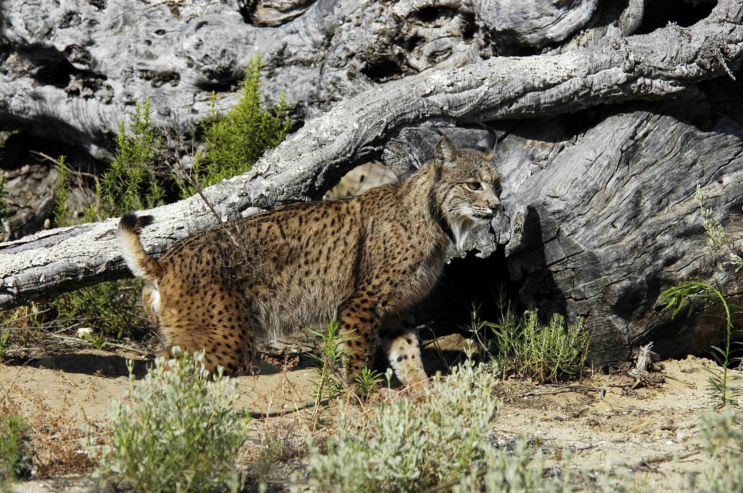 Рысь место. Пиренейская и Иберийская Рысь. Пиренейская (испанская) Рысь. Lynx pardinus Пиренейская Рысь. Иберийская (испанская) Рысь.