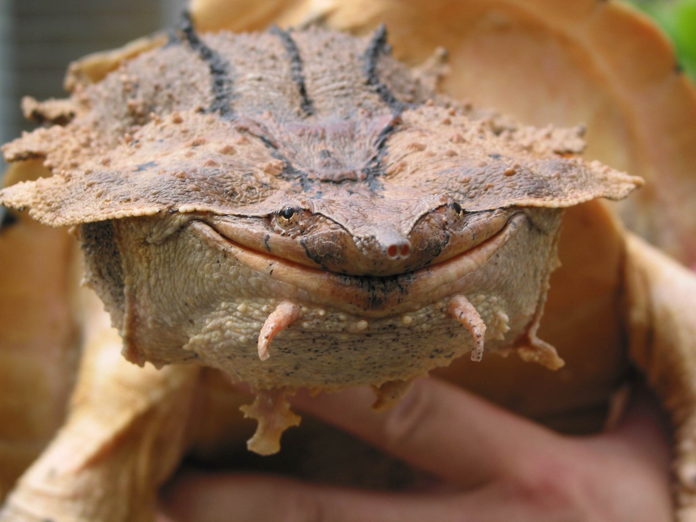 New species of turtle discovered