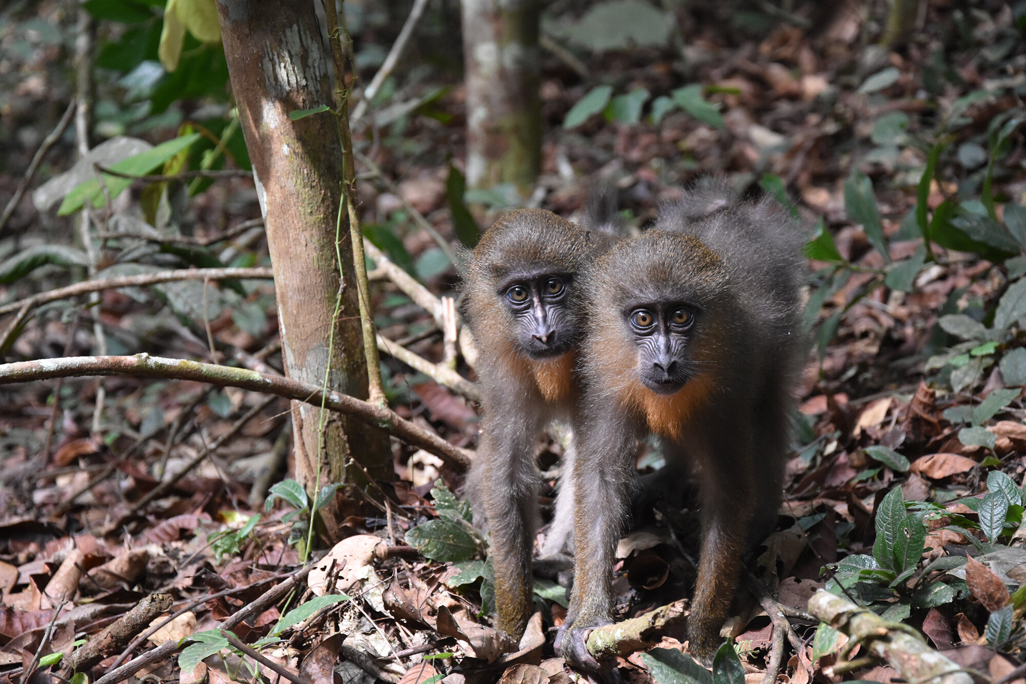 photo of Artificial intelligence reveals mechanism for kin selection in a wild primate image