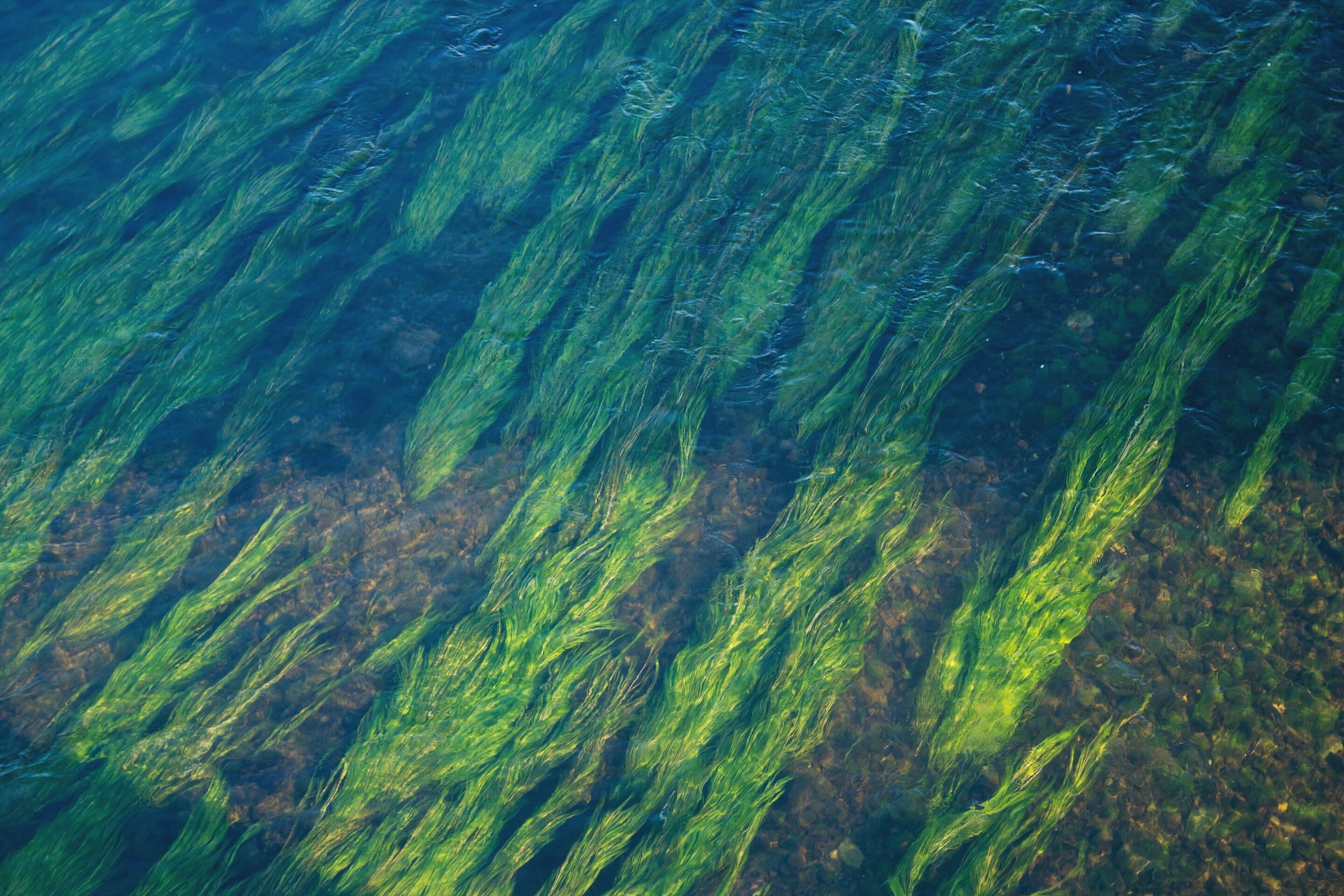 Protection of seagrasses is key to building resilience to climate change and disasters - Phys.org
