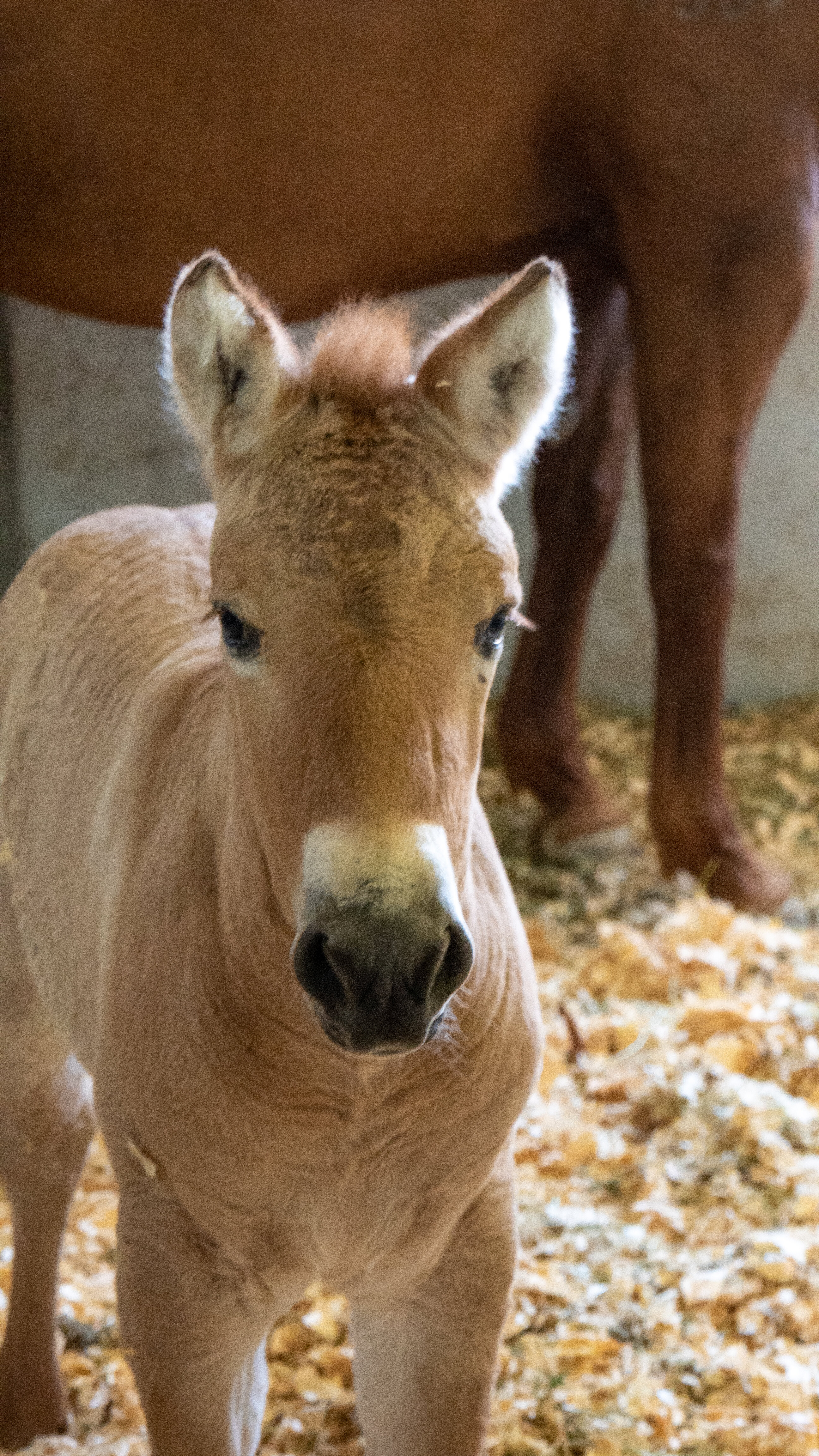 Birth of cloned Przewalski's foal offers genetic diversity for this endangered  species