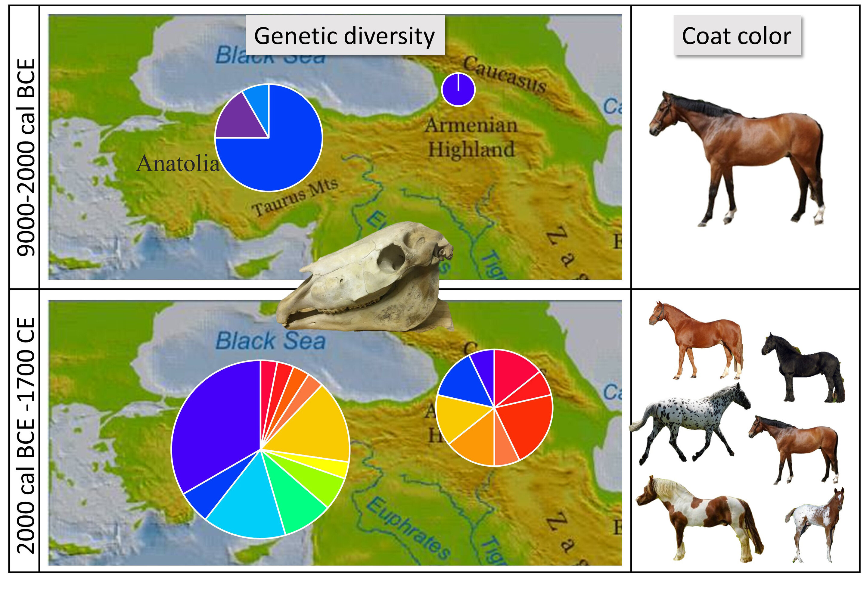 Genetic testing suggests horse domestication did not begin in Anatolia