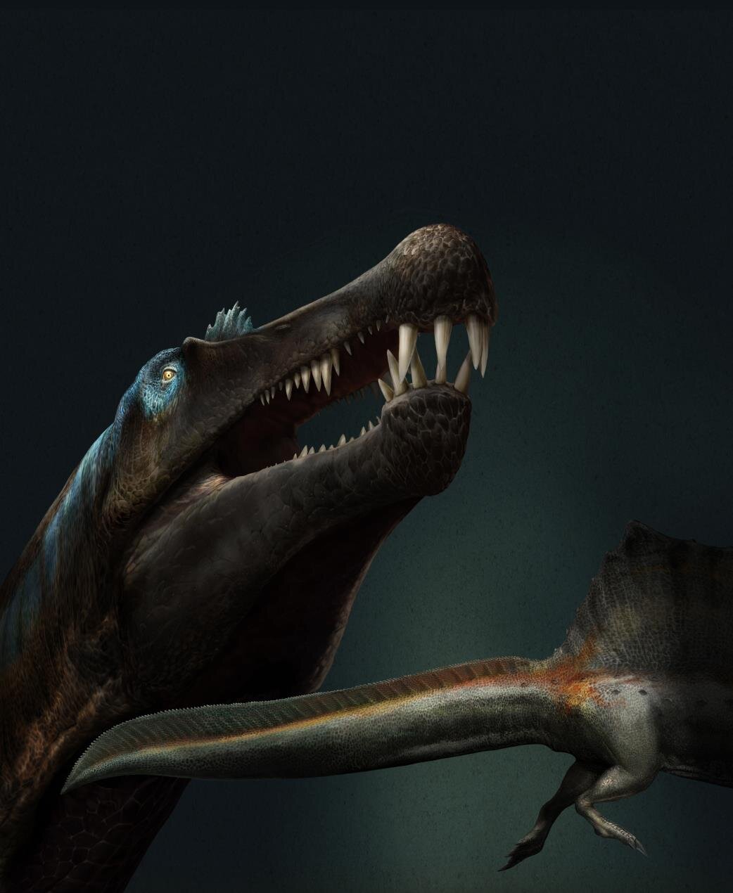 Dino teeth research prove giant predatory dinosaur lived in water - Phys.org