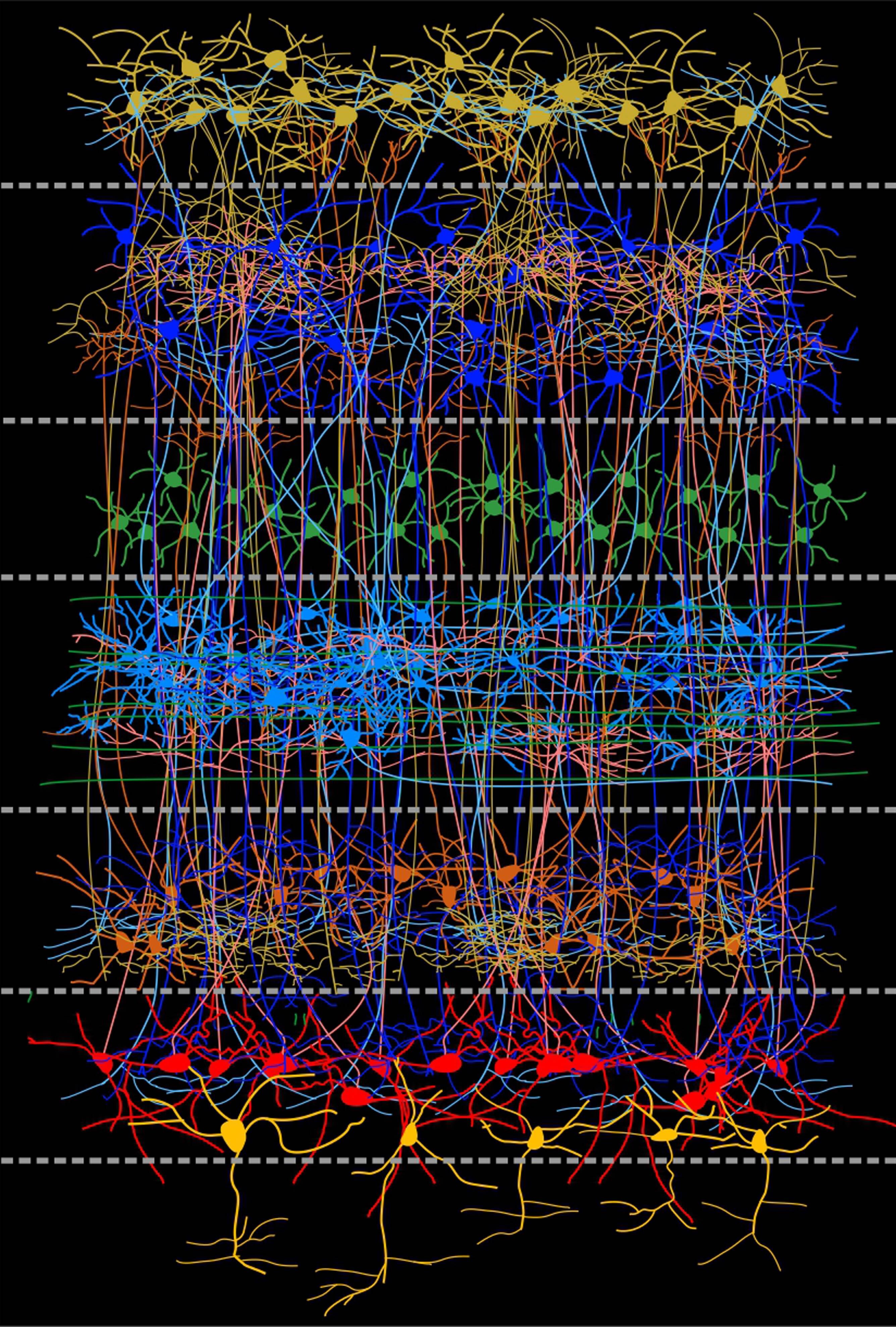 photo of The surprising organisation of avian brains image