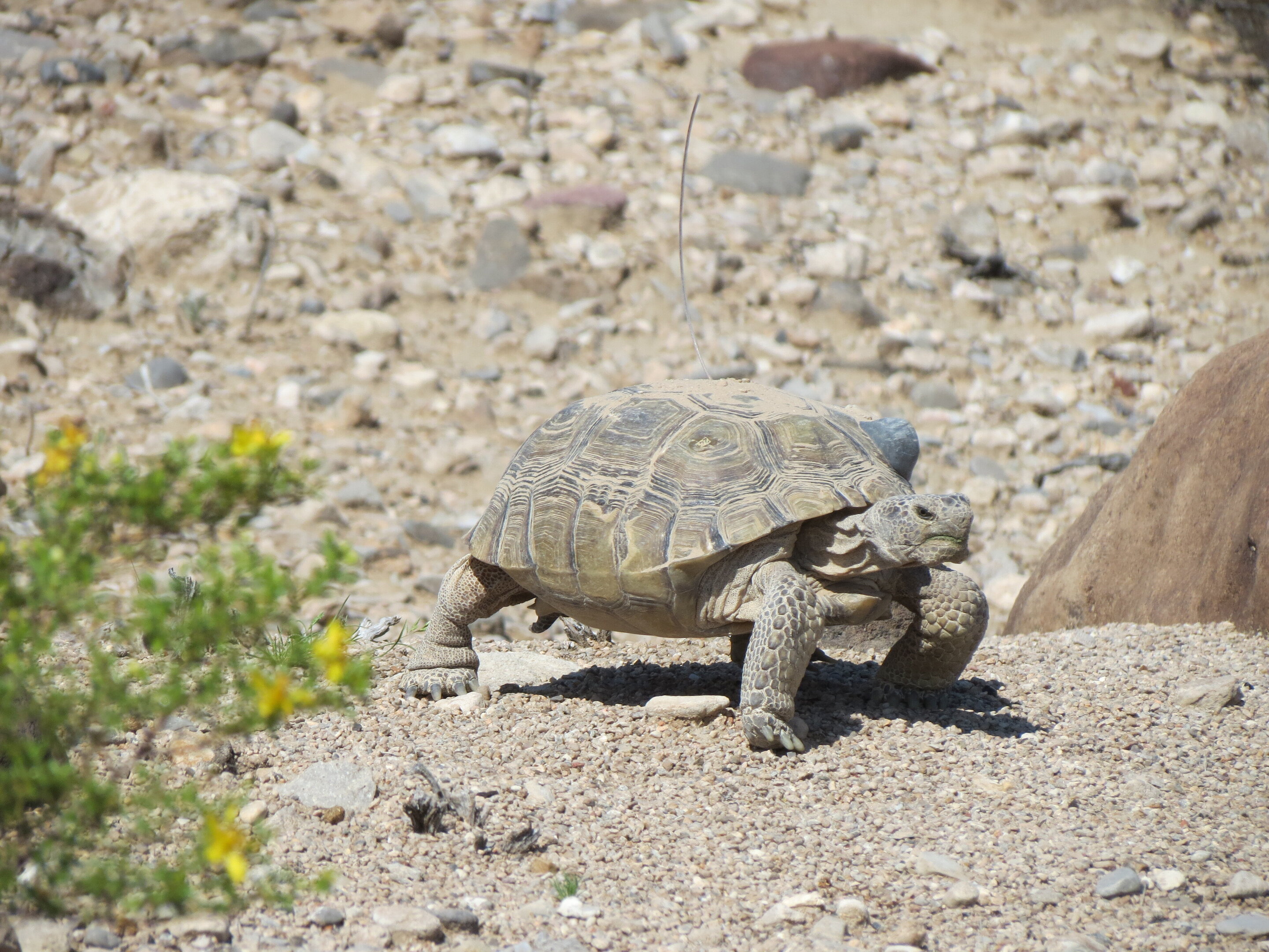 Study of threatened desert tortoises offers new conservation strategy
