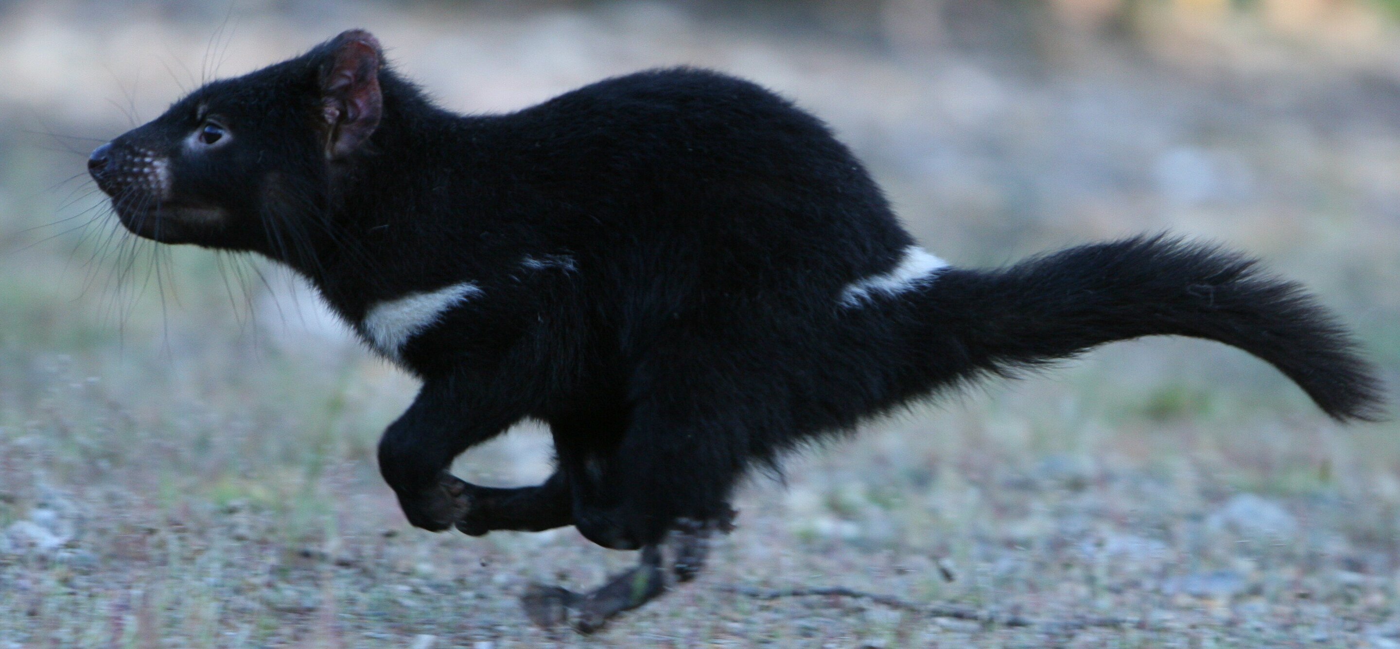How vaccinating Tasmanian devils could spare humans another pandemic