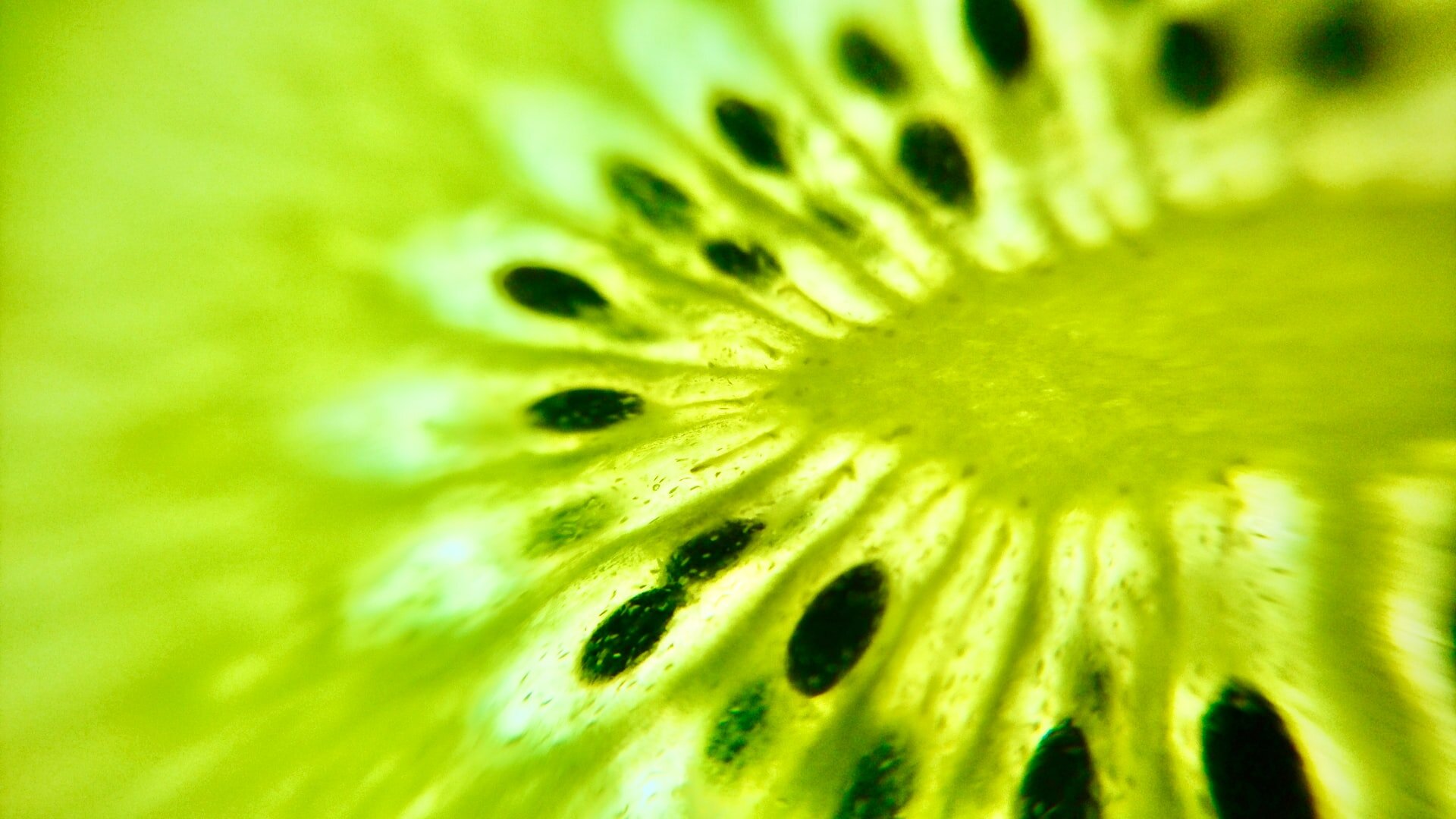 Researchers Find Sweet Spot For Kiwifruit Pollination 4015